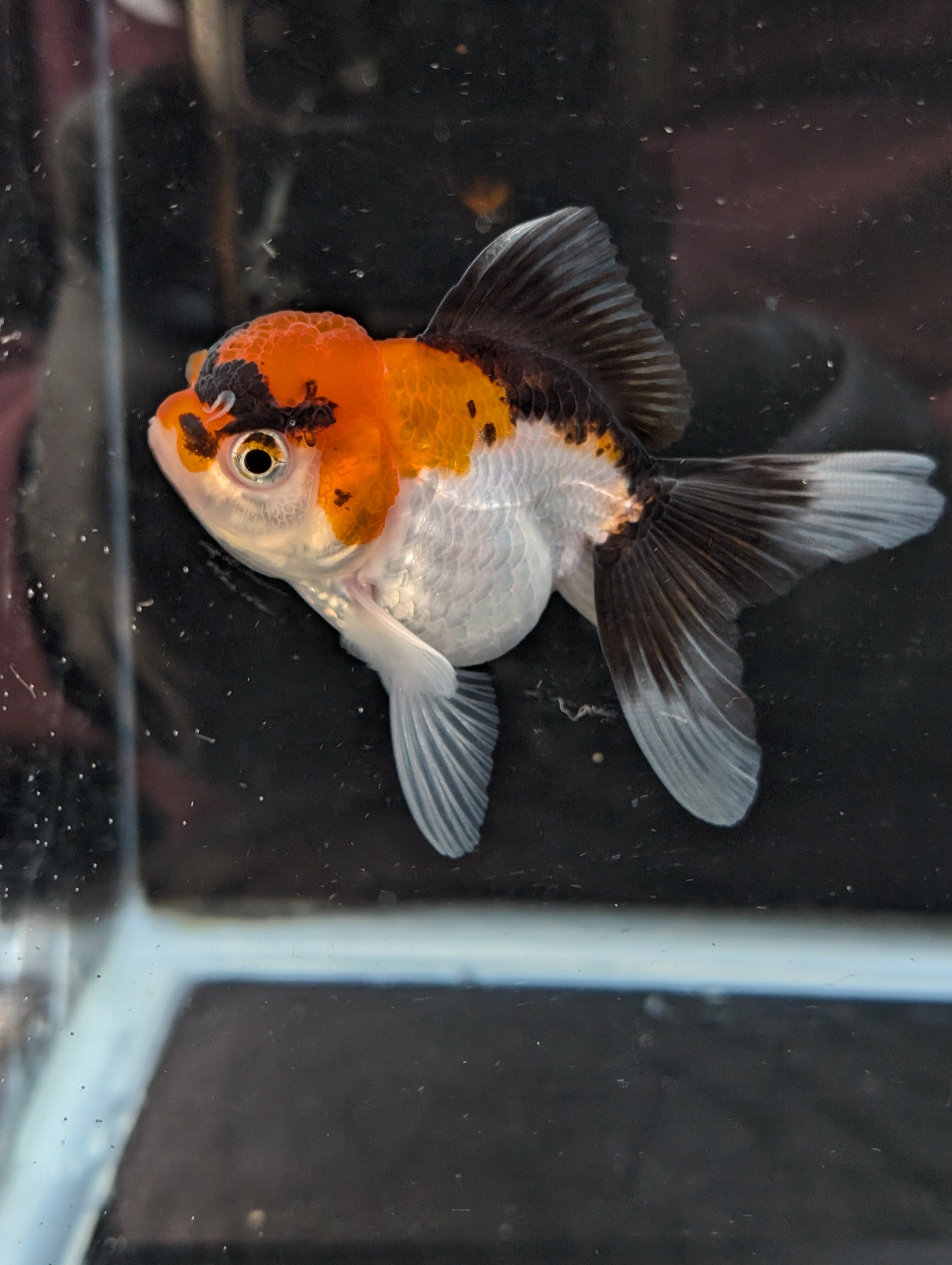 Juvenile Oranda Tricolor 3.5"-4" in.  ID#410T8A-017