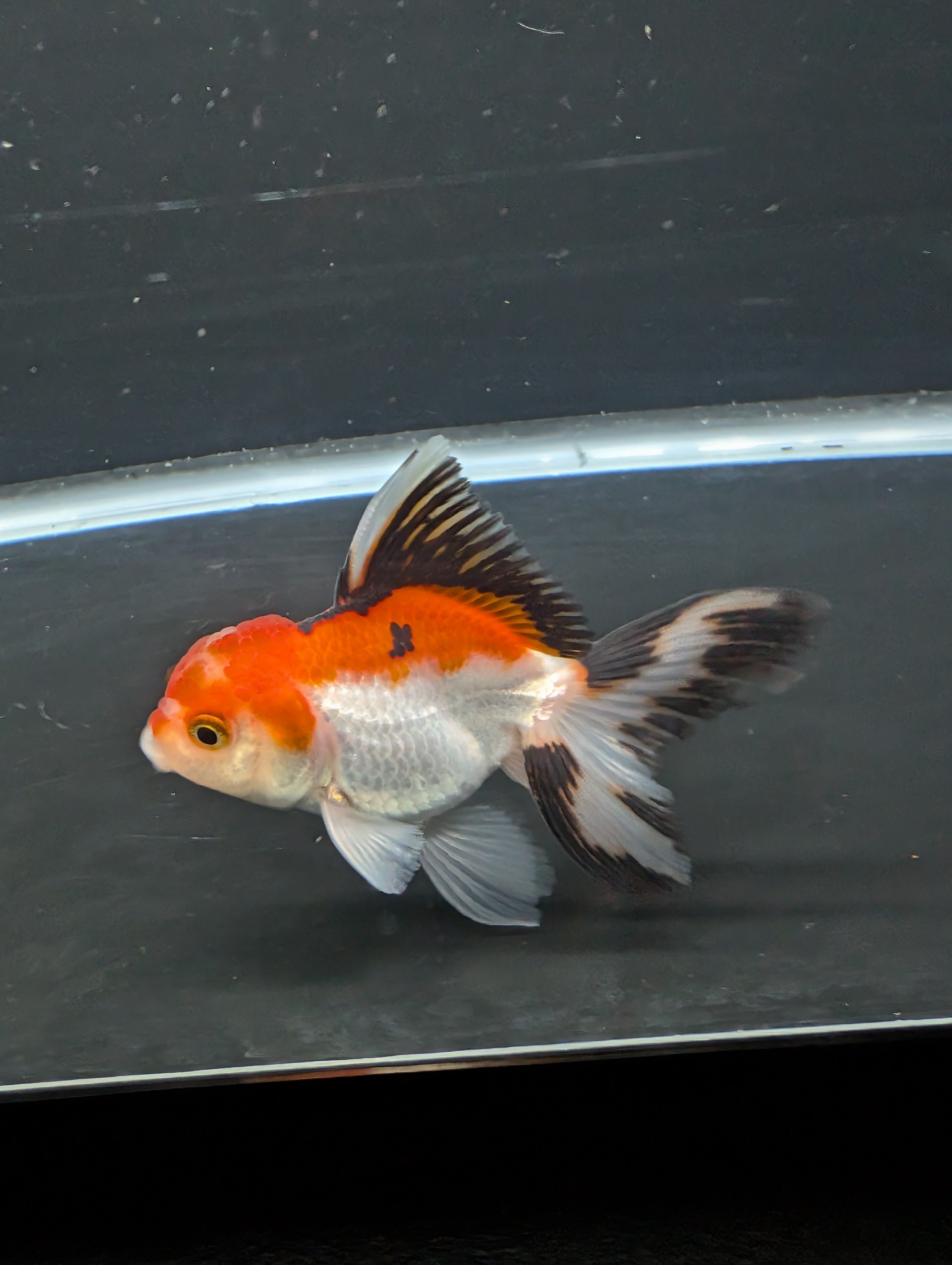 Juvenile Thai Oranda Tricolor 3"in.  ID#821T1A-021