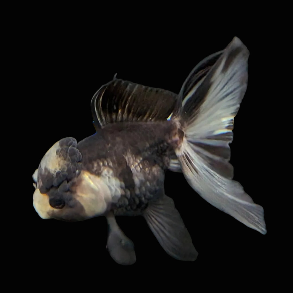 Juvenile Thai Oranda Panda 3"in.  ID#821T1A-023