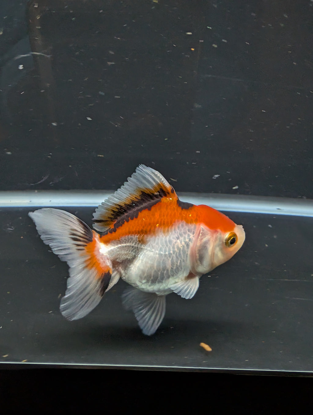 Thai Juvenile Oranda Tricolor 3"-3.5" in.  ID#626T1A-004
