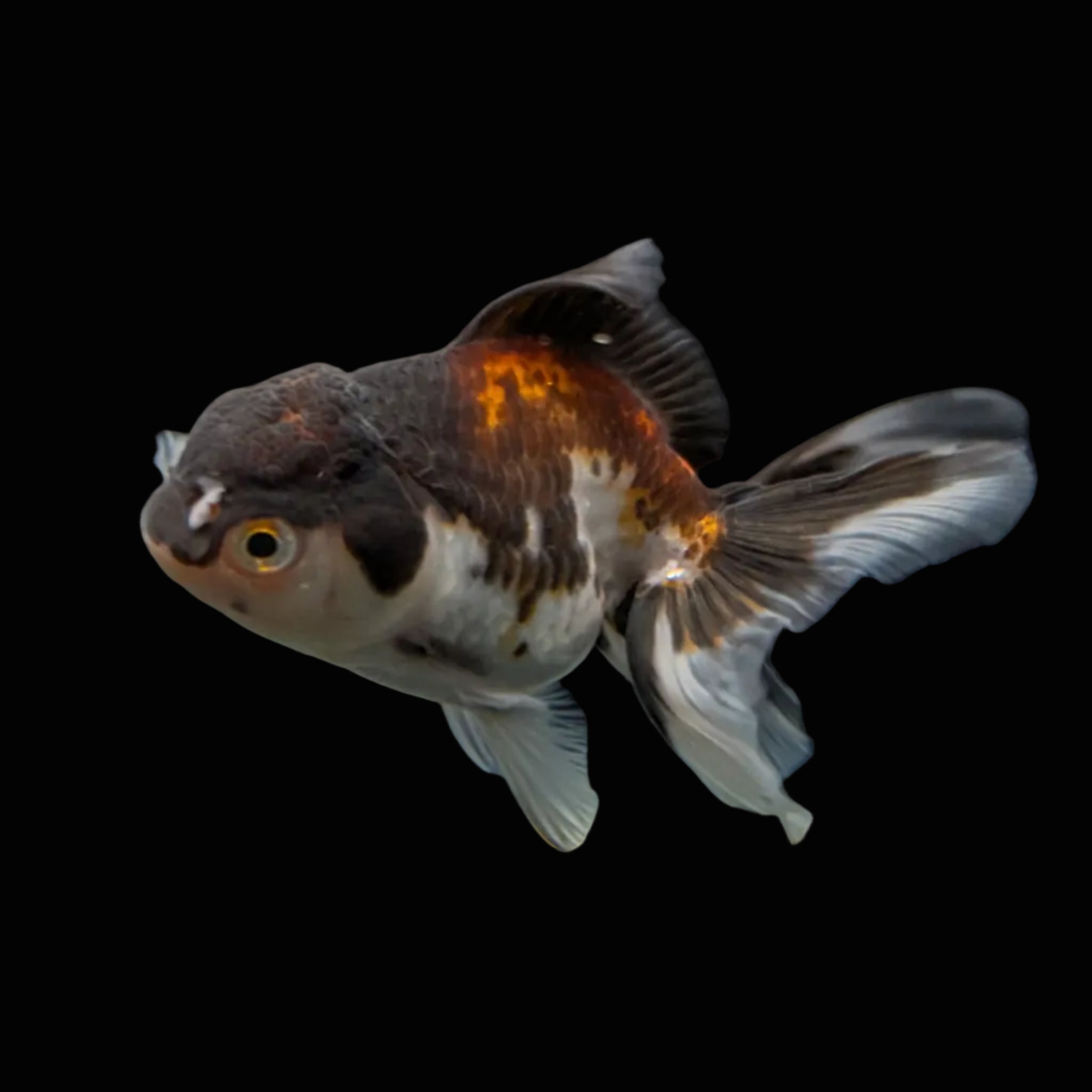 Juvenile Oranda Panda  3.5"-4" in.  ID#327T13b-040