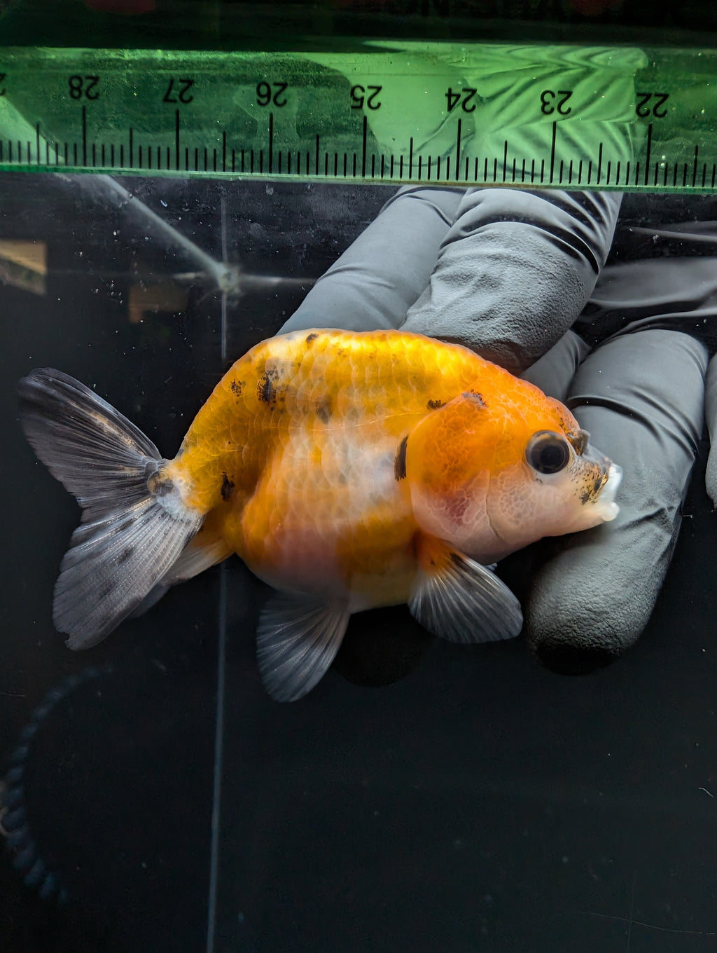 Ranchu Calico 2.5"-3" in. ID#717R4A-003