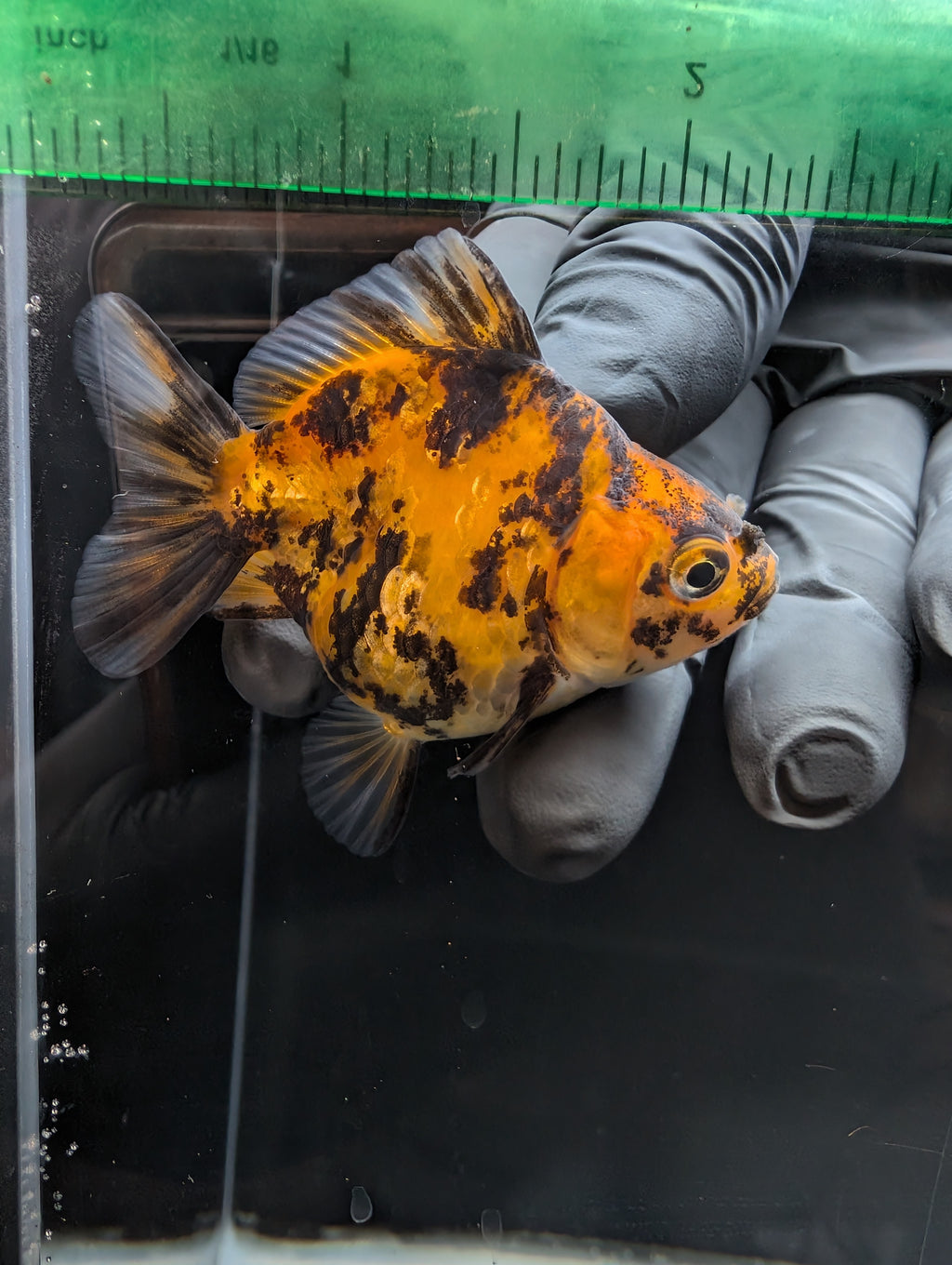 Baby Thai Shogun Oranda Tiger Calico 2"-2.5" in. ID#1023BSG11A-027