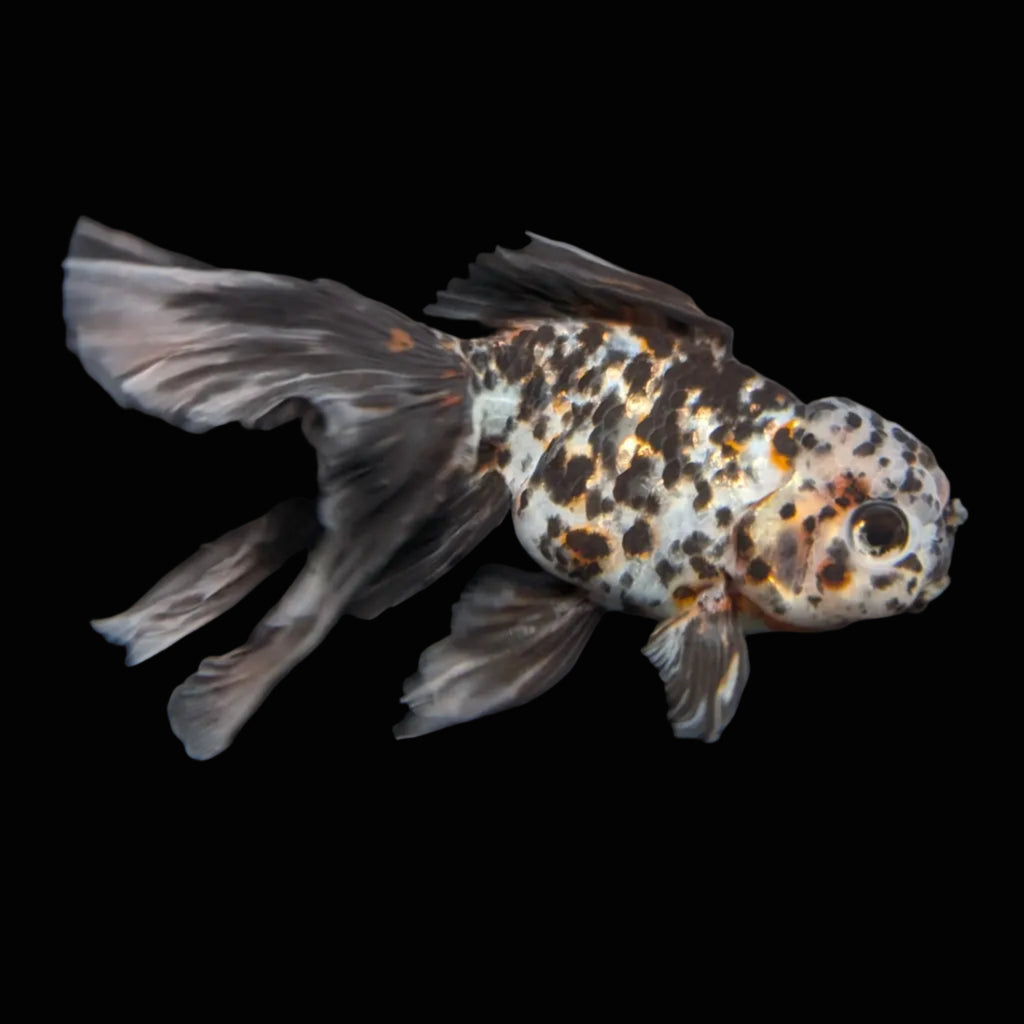 Calico Oranda 4.5"-5"in. ID#911LB2A-002