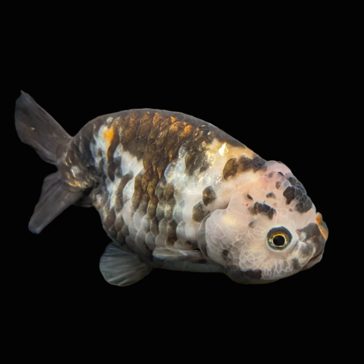 Jumbo Ranchu Heavy Ink Calico 4"-4.5" in. ID#918R8A-072