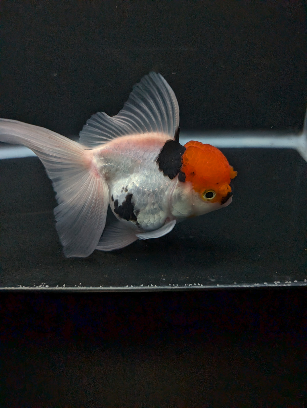 Thai Oranda Tricolor 4"-4.5"in.  ID#1016T1A-006