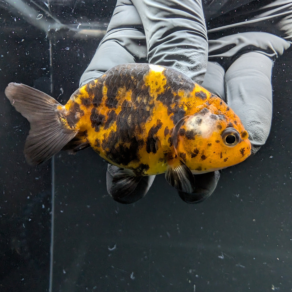 Ranchu Calico 2.5"-3" in. ID#724R4A-033