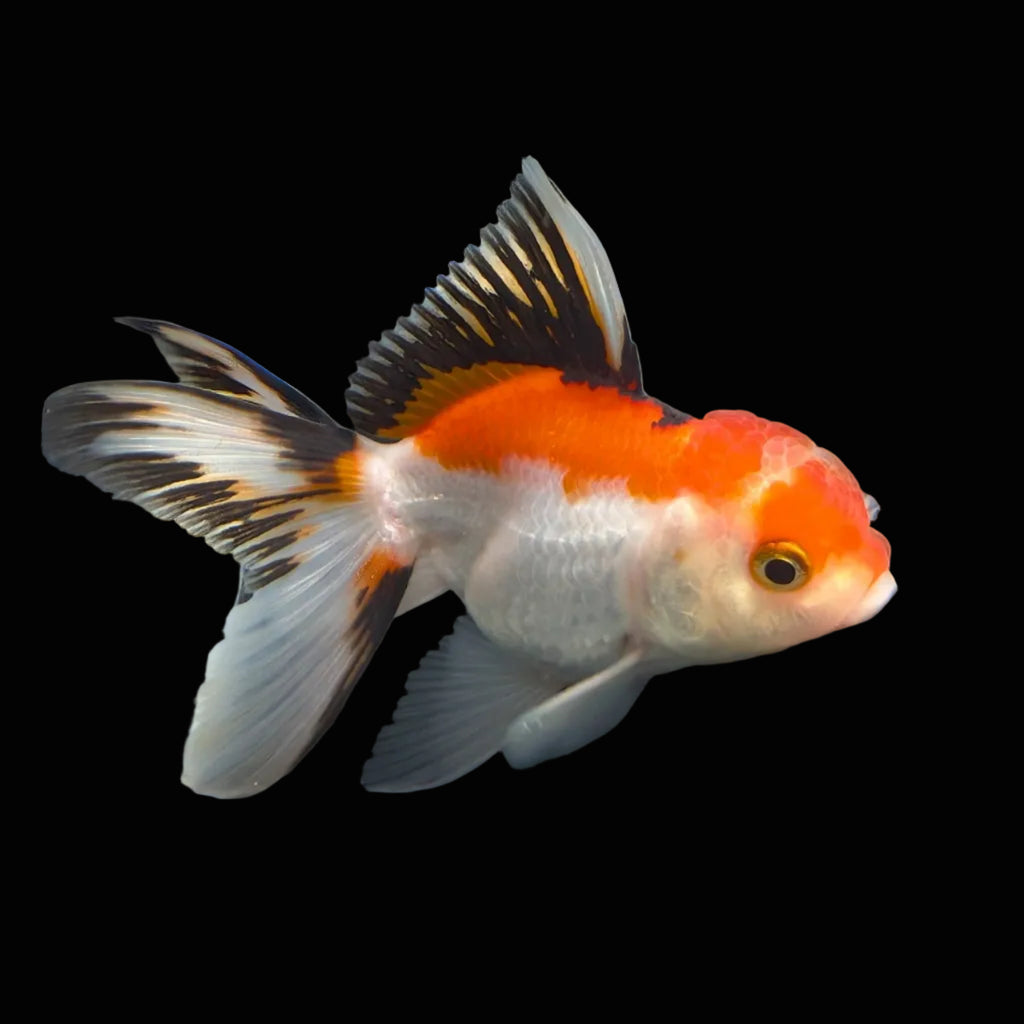 Juvenile Thai Oranda Tricolor 3"in.  ID#821T1A-021