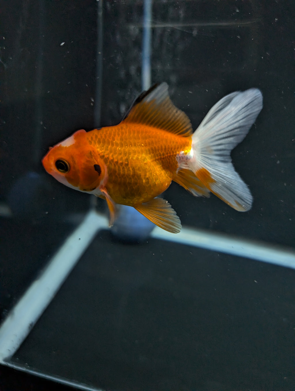 Juvenile Oranda  Red White 3"-3.5"in.  ID#619T1A-017