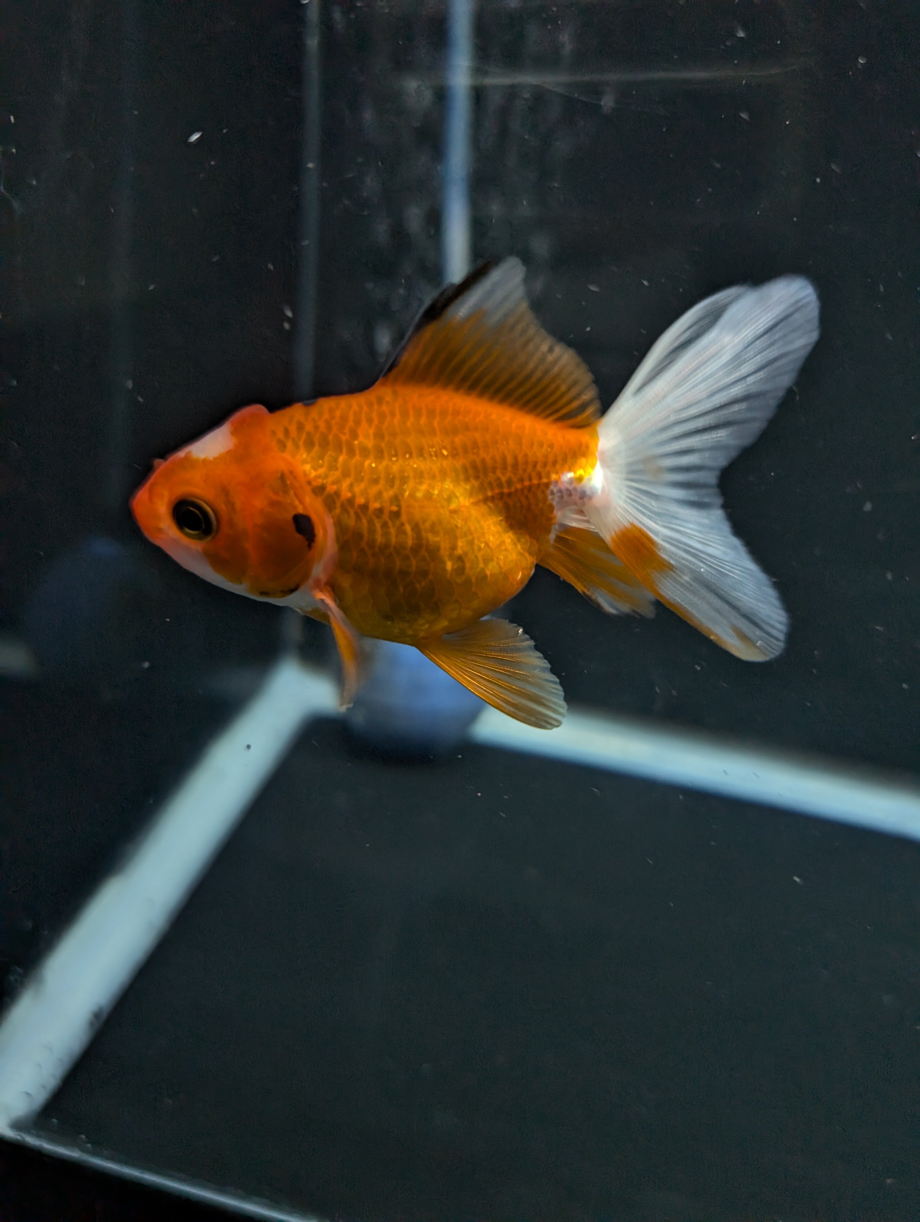 Juvenile Oranda  Red White 3"-3.5"in.  ID#619T1A-017