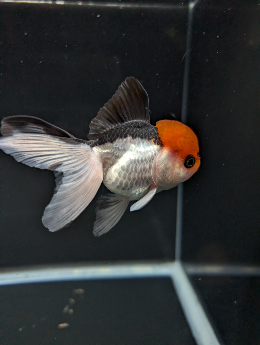 LUIGI *Boss 501 Juvenile Oranda Tricolor 3.5"-4" in.  ID#501T2A-010