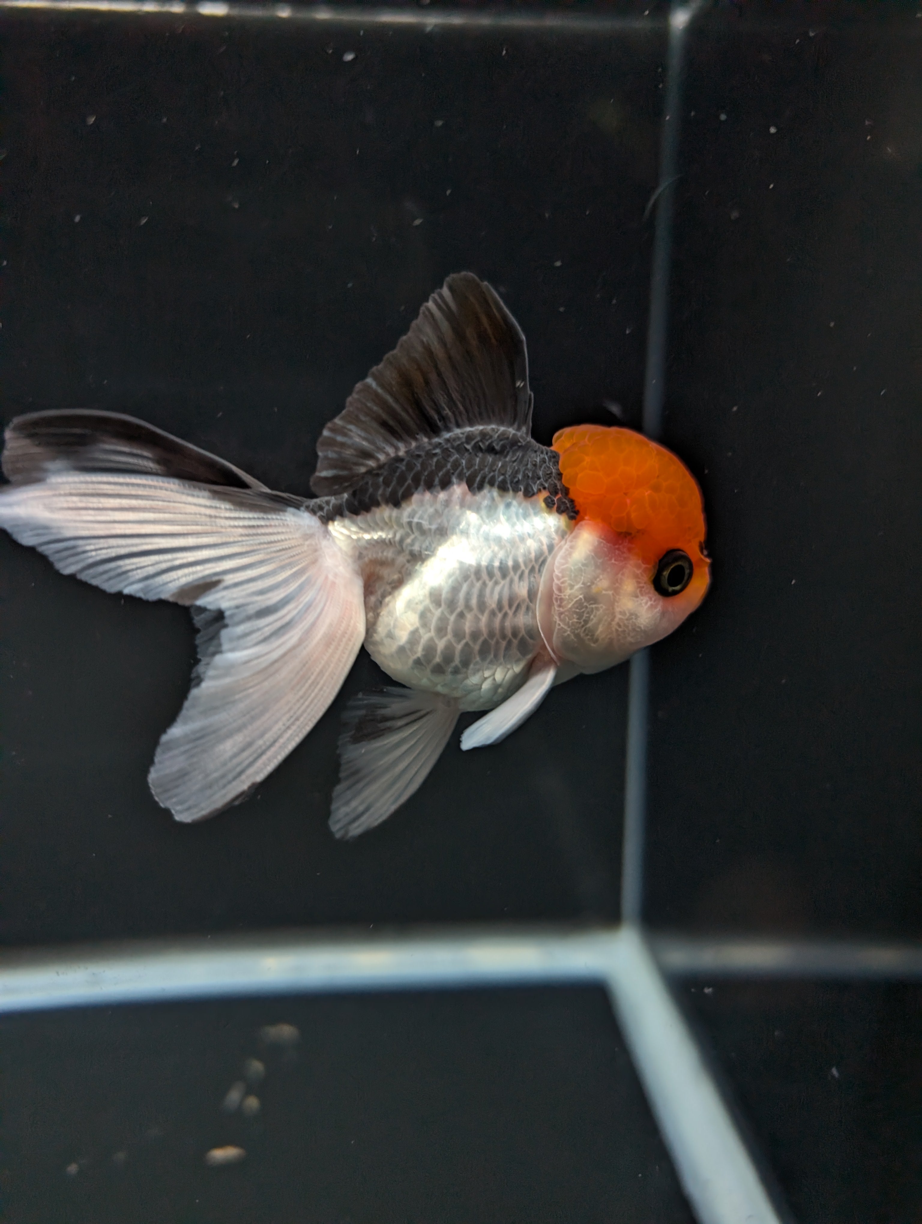 LUIGI *Boss 501 Juvenile Oranda Tricolor 3.5"-4" in.  ID#501T2A-010