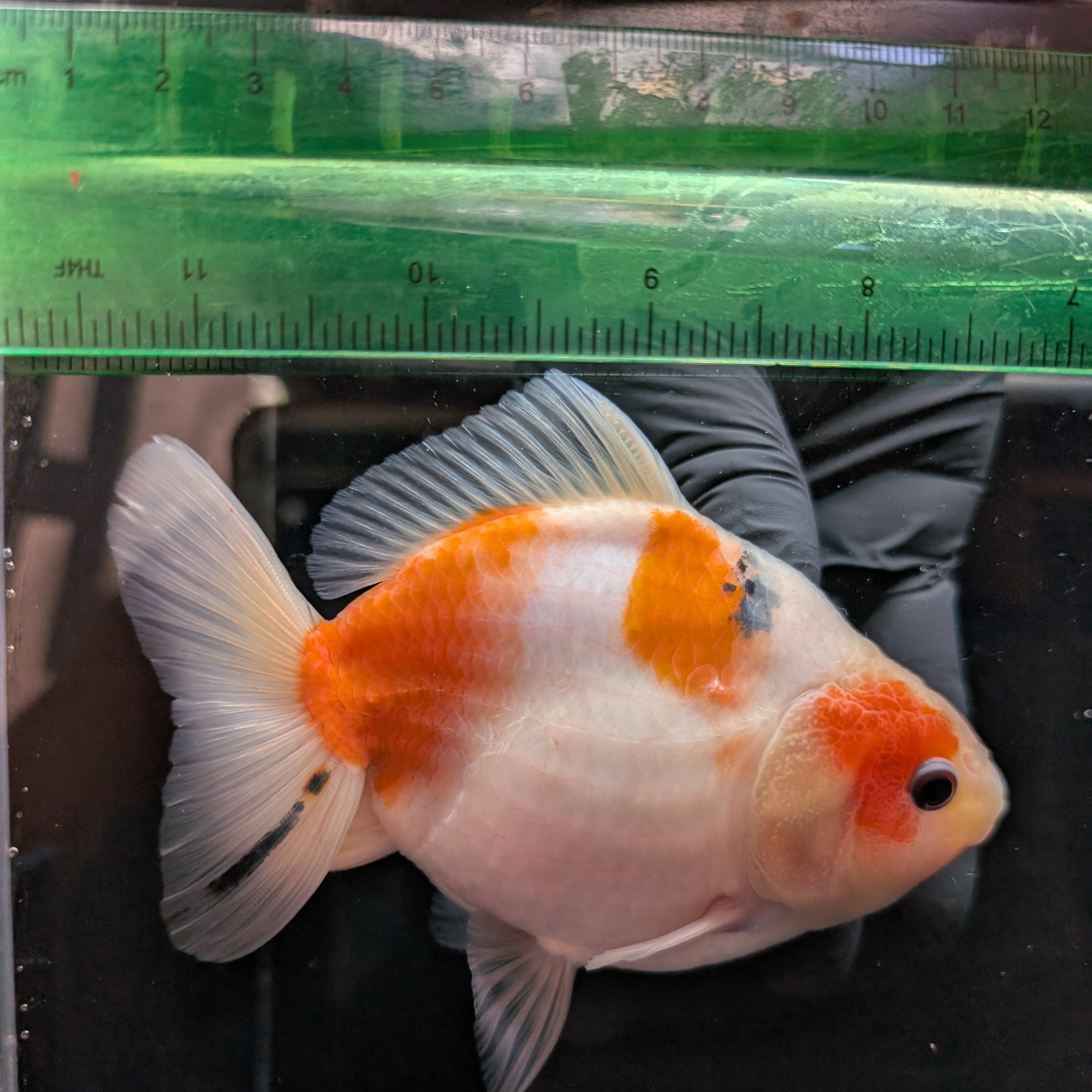Jumbo Oranda Yuan Bao Sakura   4"-4.5"in. ID#807SB13A-003