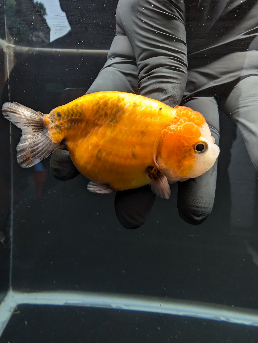 Jumbo Ranchu Calico 3.5"- 4" in. ID#717R8A-002
