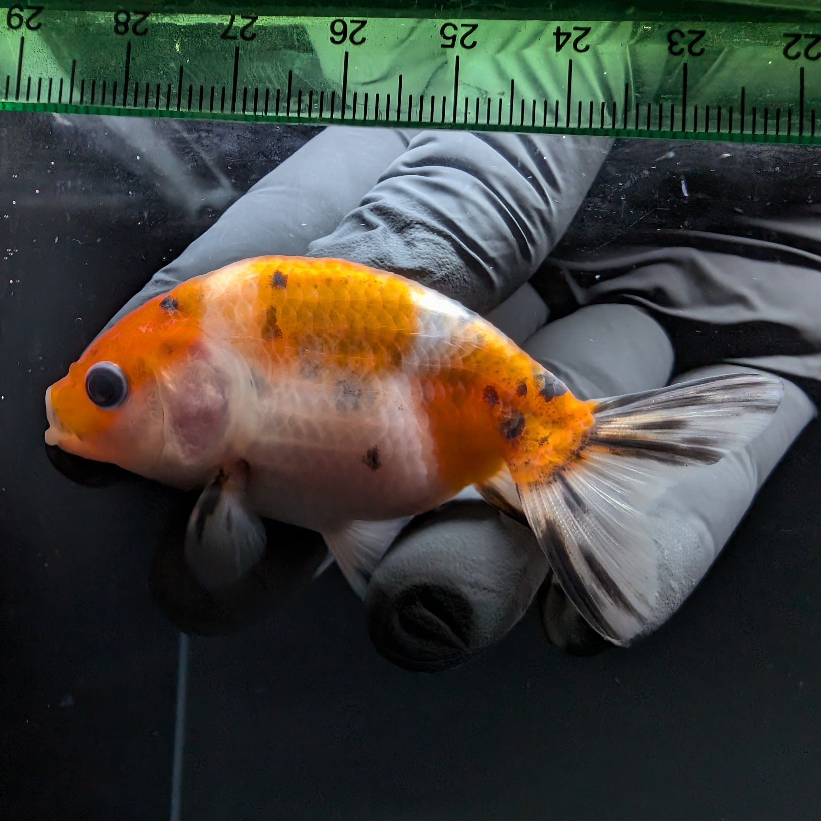 Ranchu Calico 2.5"-3" in. ID#724R4A-021
