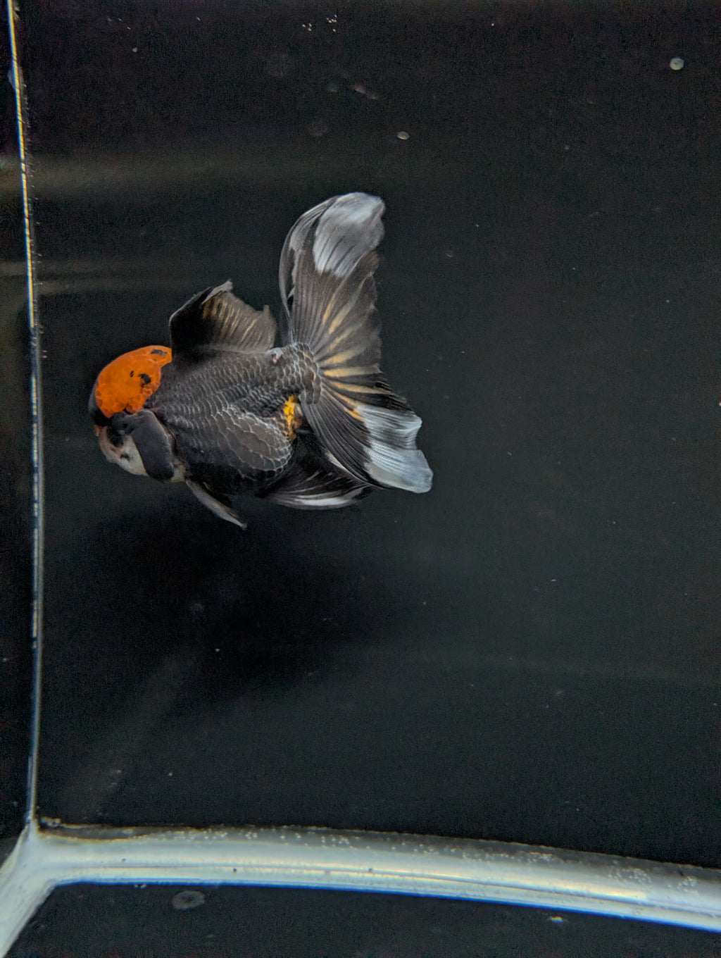 Thai Oranda Tricolor 4"-4.5"in.  ID#1023T1A-021