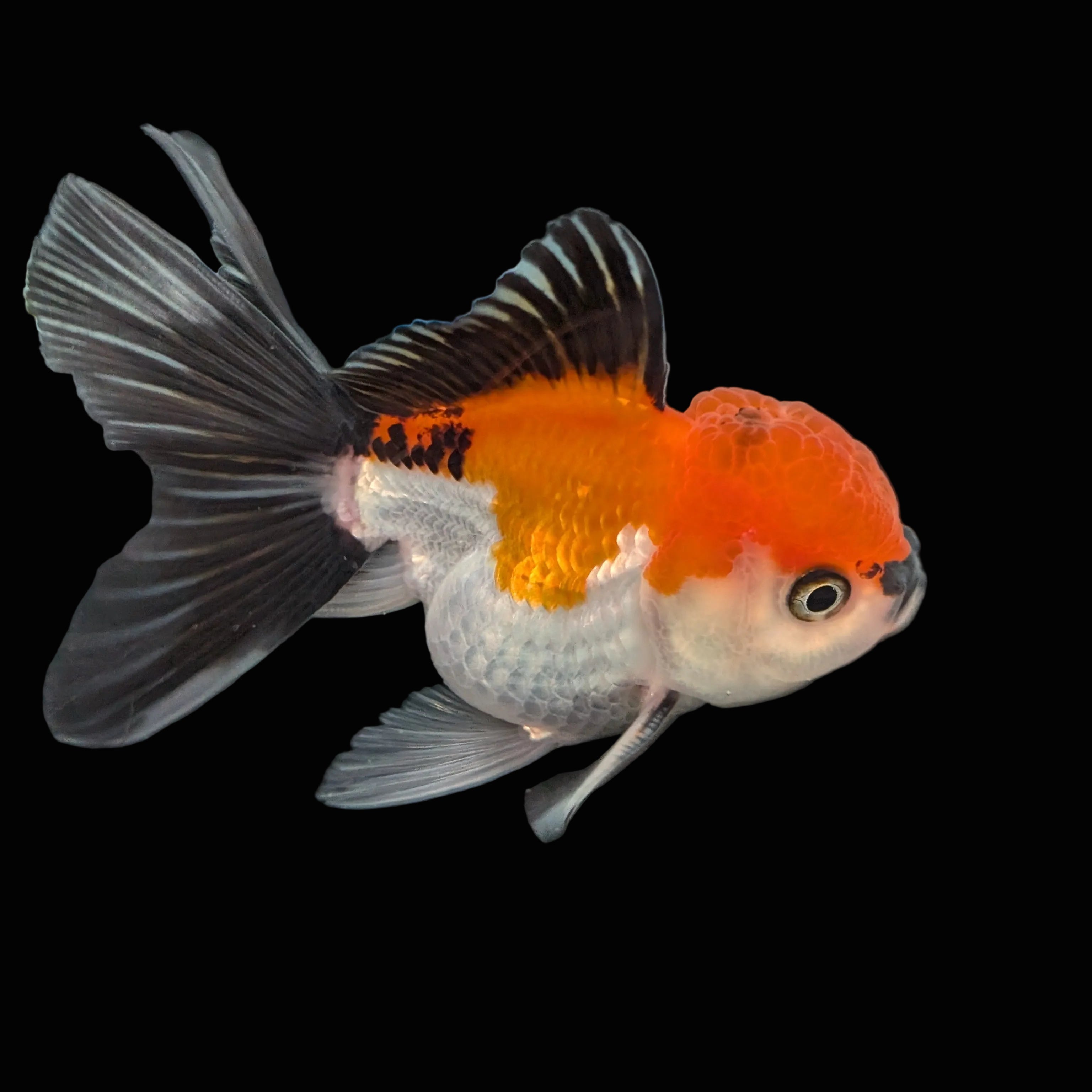 MARIO *Boss 415 Juvenile Oranda Tricolor 3.5"-4" in.  ID#410T8A-013