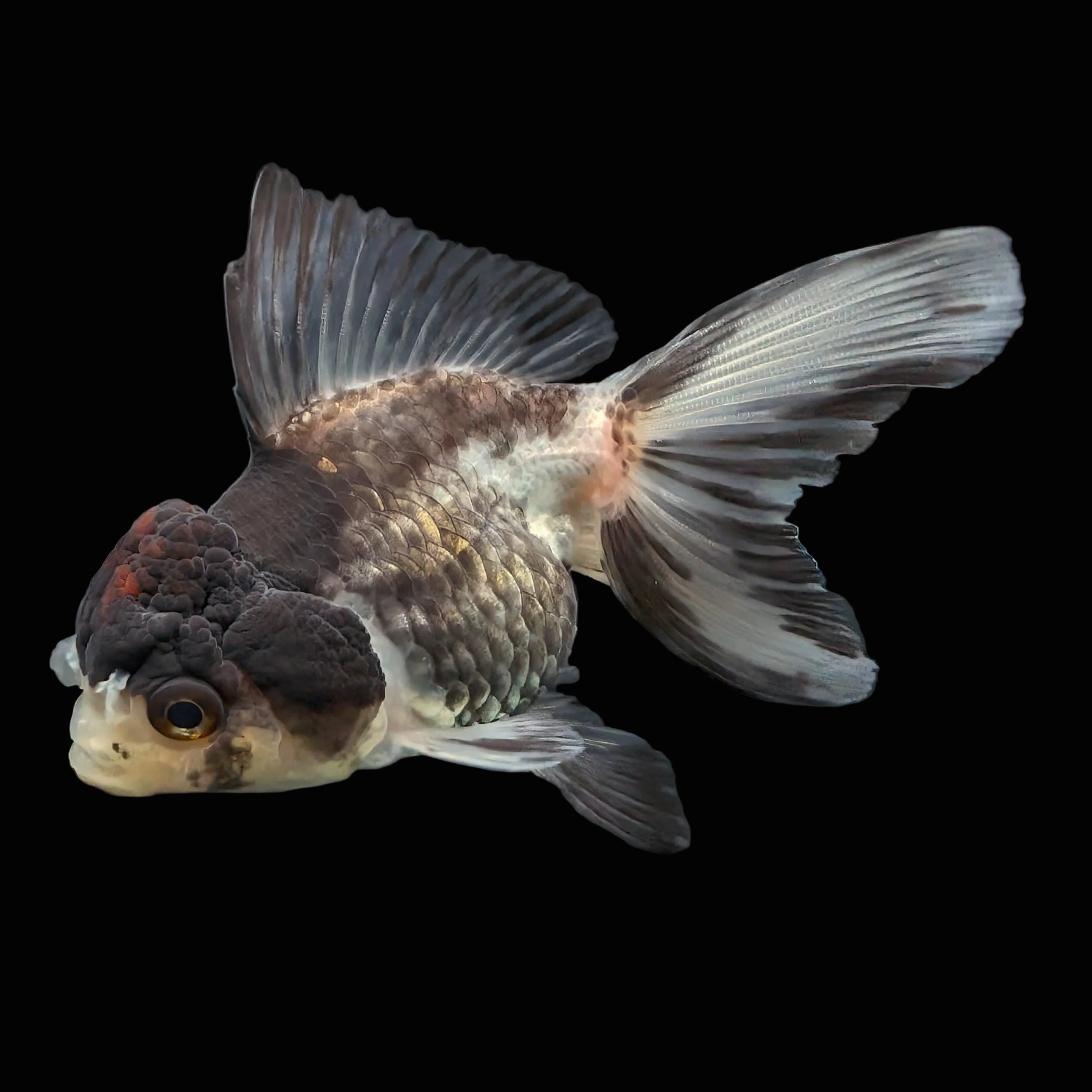 Thai Juvenile Oranda Tricolor 3"-3.5" in.  ID#724T1A-022