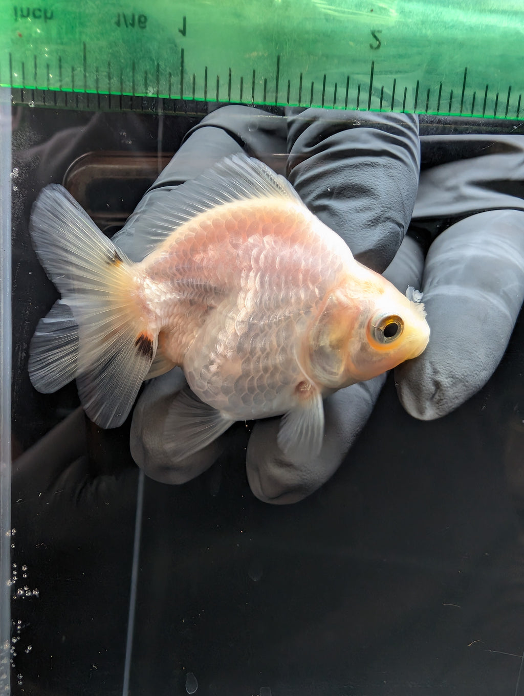 Baby Thai Shogun Oranda White 2"-2.5" in. ID#1023BSG11A-028
