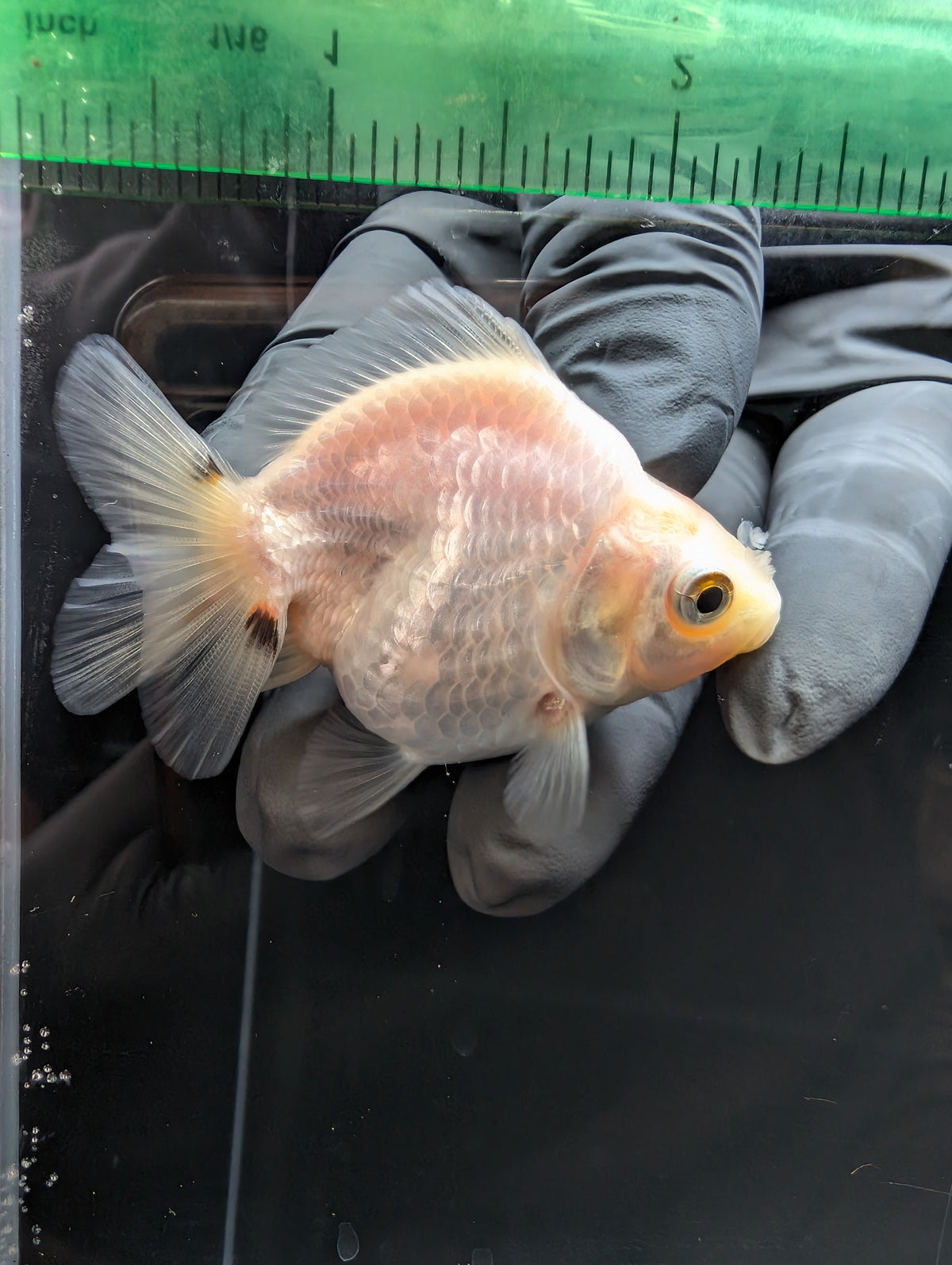 Baby Thai Shogun Oranda White 2"-2.5" in. ID#1023BSG11A-028