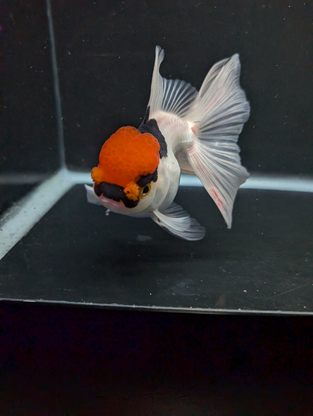 Thai Oranda Tricolor 4"-4.5"in.  ID#1016T1A-006