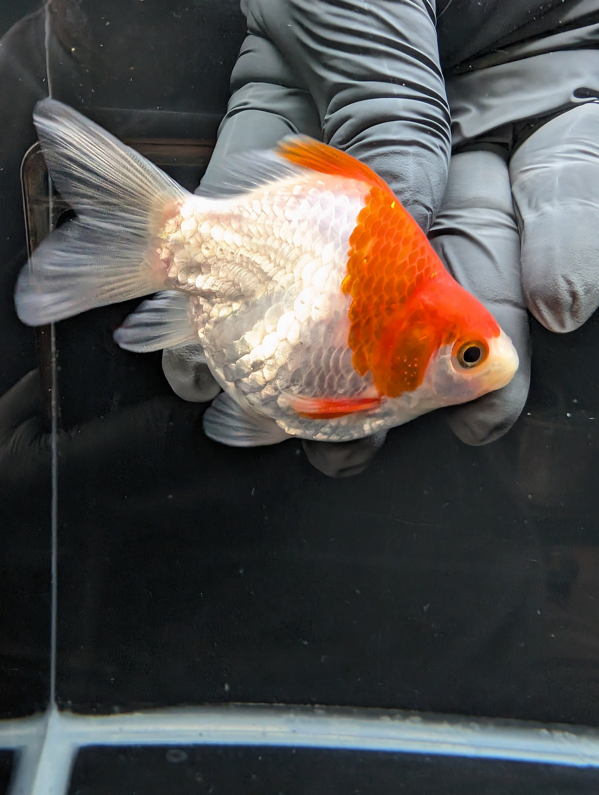 Tamasaba Red White 3.5"in. ID#1023TM1B-032