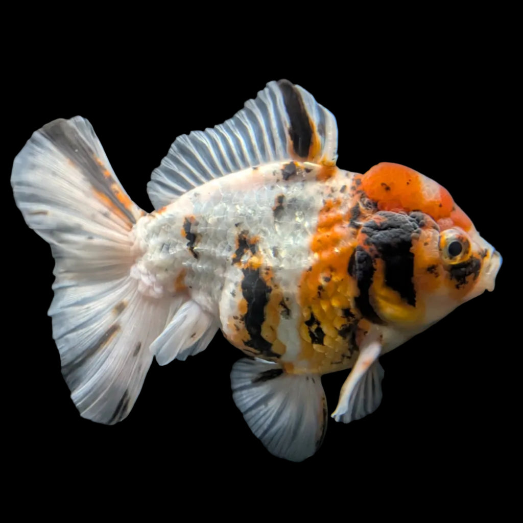 Jumbo Oranda Shogun Style Short Body Calico  5"-5.5" in. ID#130R2B-015