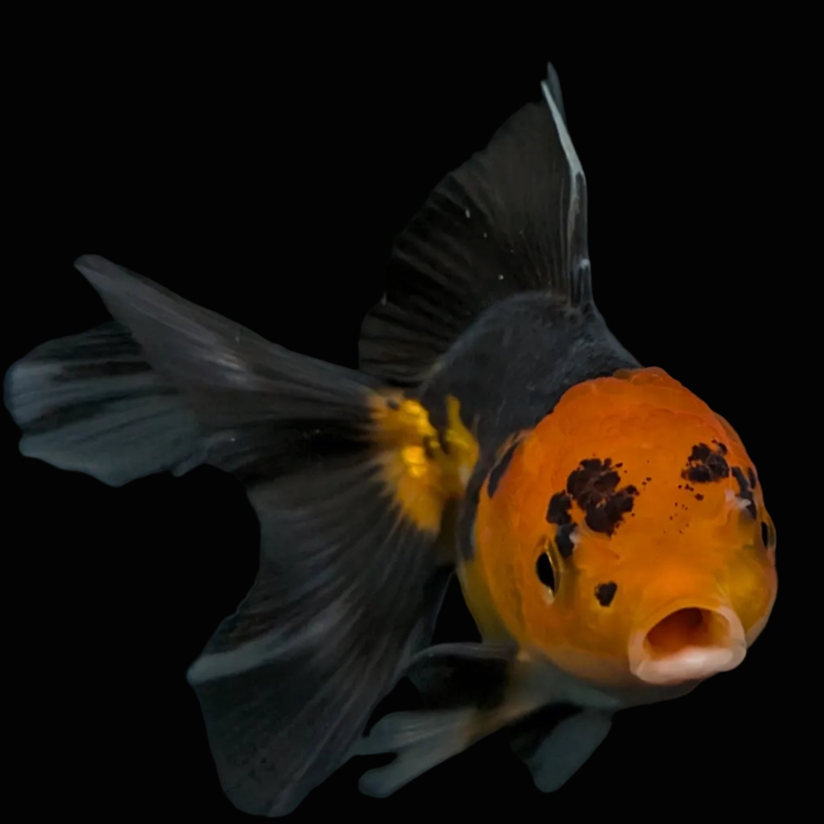 Thai Juvenile Oranda Tricolor 3"-3.5" in.  ID#626T1A-006