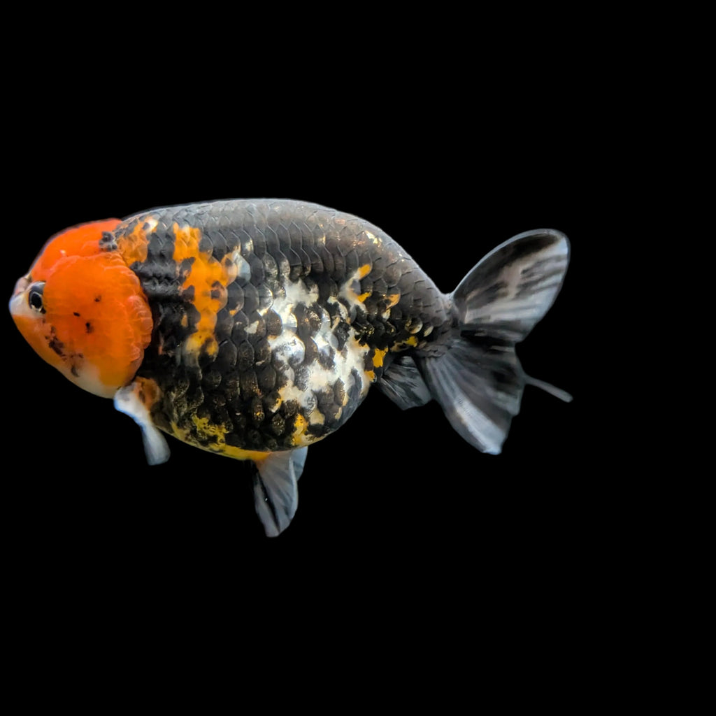 Jumbo Ranchu AA Grade *Special Color Calico 5" in. ID#116R4B-03