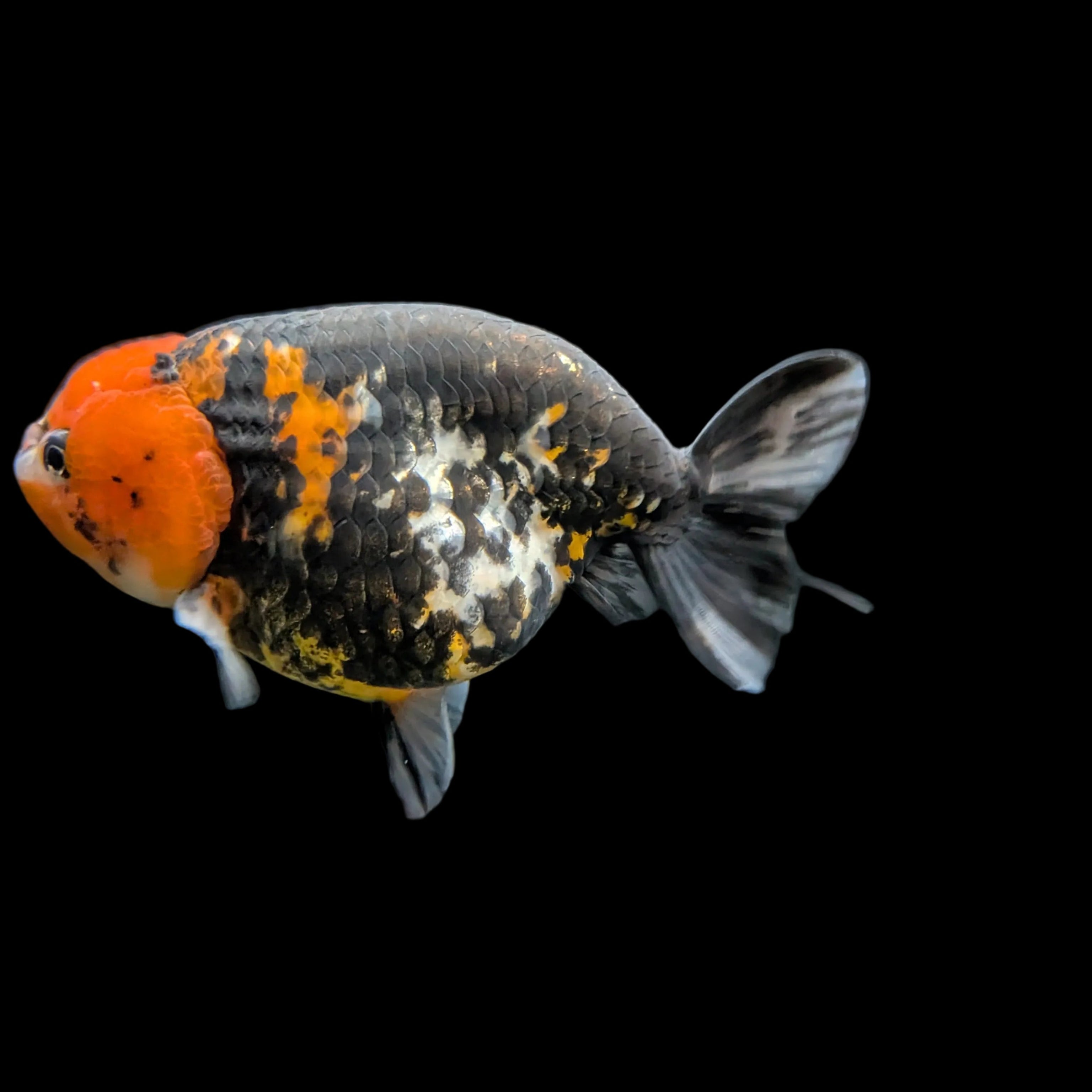Jumbo Ranchu AA Grade *Special Color Calico 5" in. ID#116R4B-03