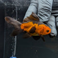 Juvenile Oranda Red Black 3"-3.5"in.  ID#515T2A-001