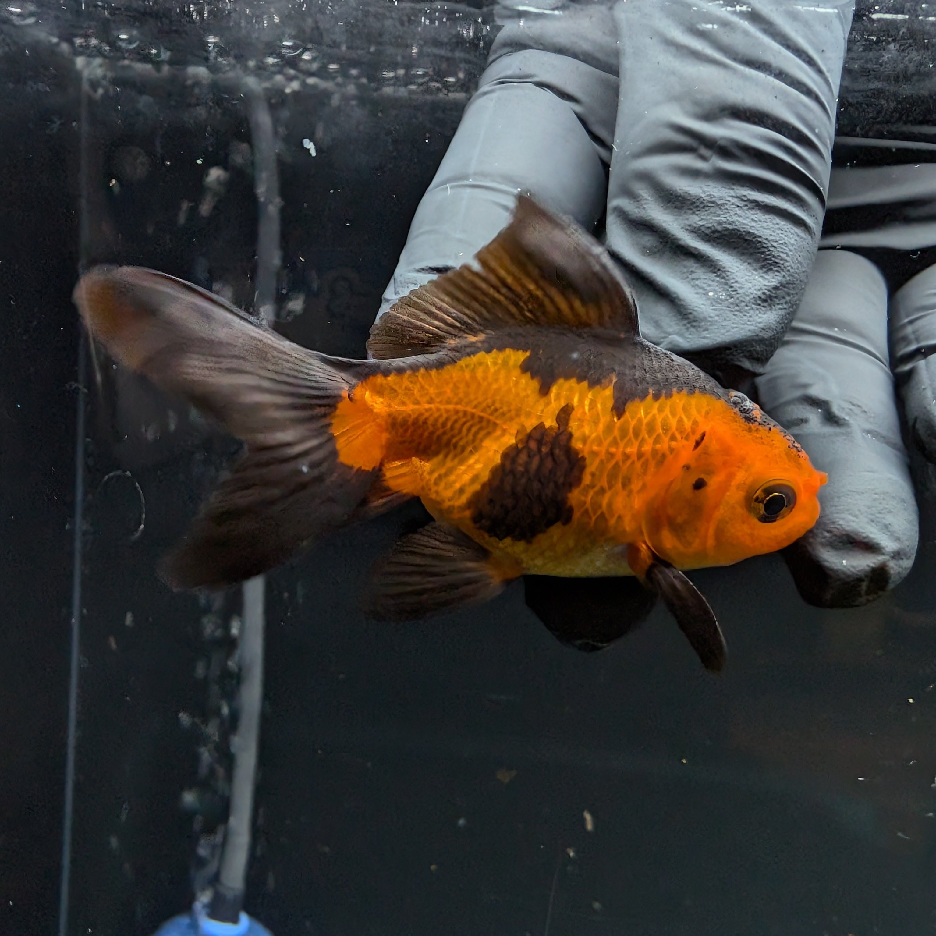 Juvenile Oranda Red Black 3"-3.5"in.  ID#515T2A-001
