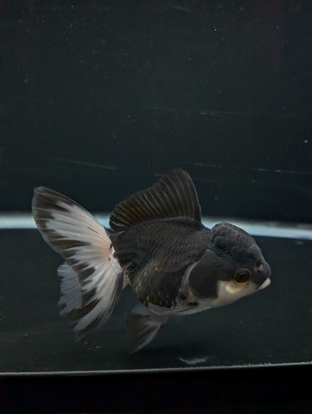 Thai Oranda Panda 4"-4.5"in.  ID#1023T1A-023