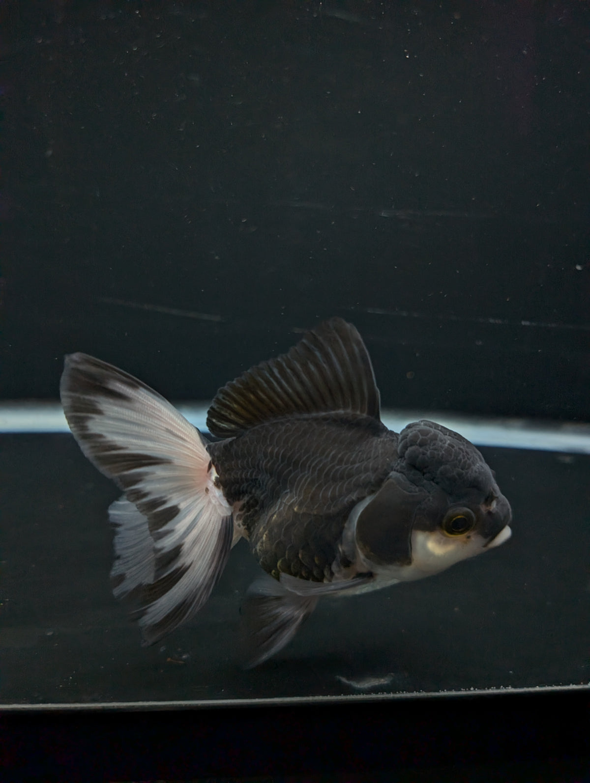 Thai Oranda Panda 4"-4.5"in.  ID#1023T1A-023