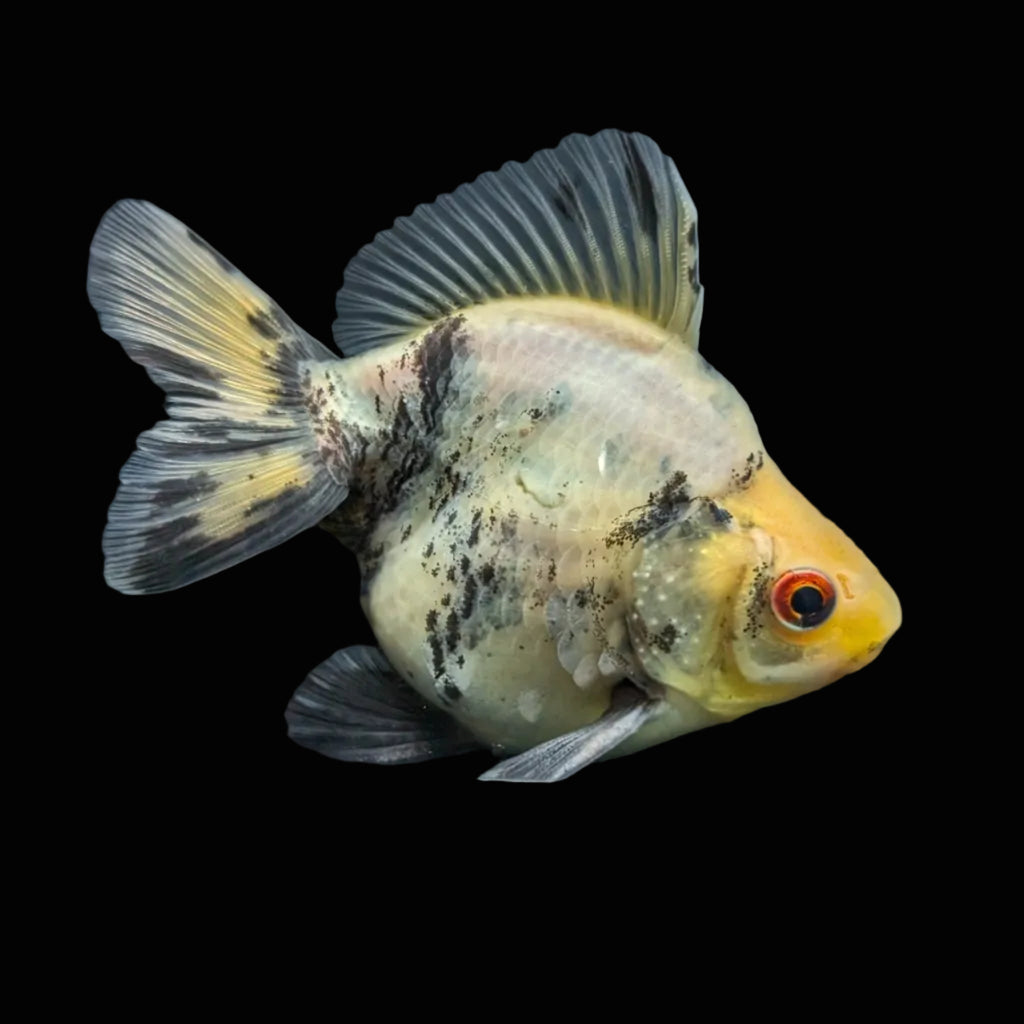 Jumbo Ryukin Short Tail White Tiger Calico 4"-4.5" in. ID#5015B-012