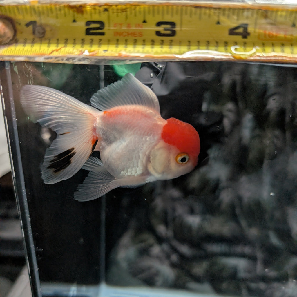 Juvenile Oranda Red Cap 3.5"-4" in.  ID#320T13b-015