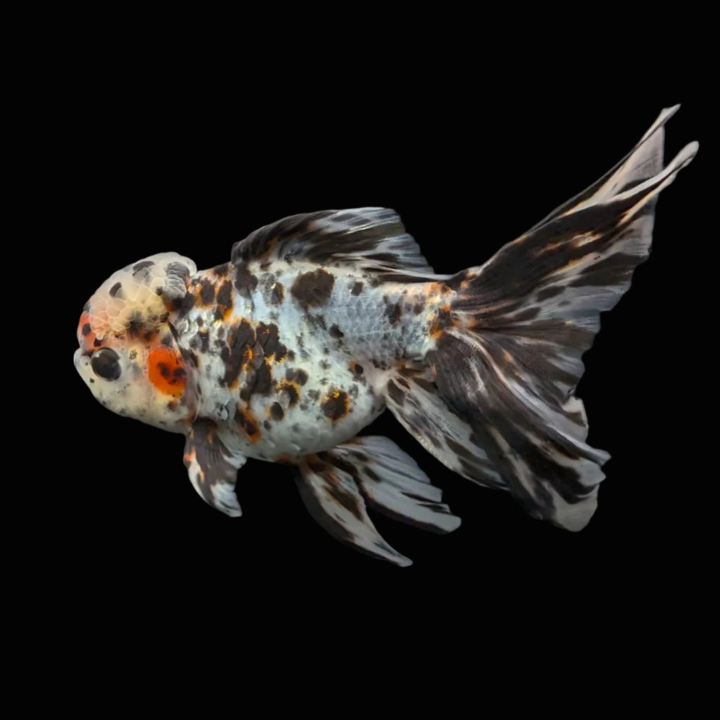 Calico Oranda 5"in. ID#821LB2A-63