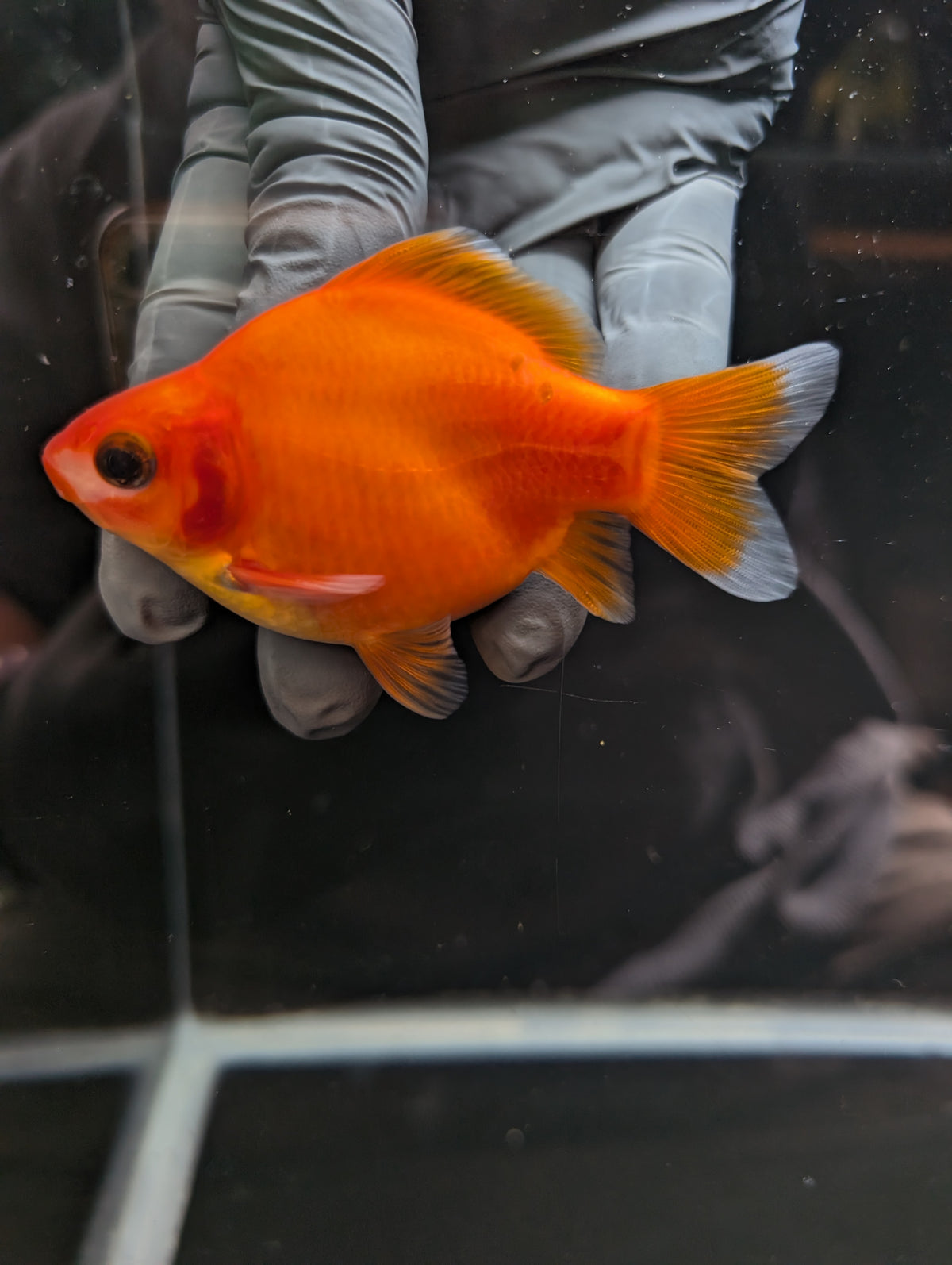 Tamasaba Sakura 3.5"in. ID#1023TM1B-033