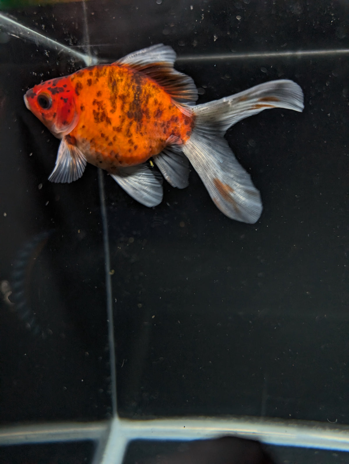 Tamasaba Calico 3"-3.5" in. ID#1009TM1B-010
