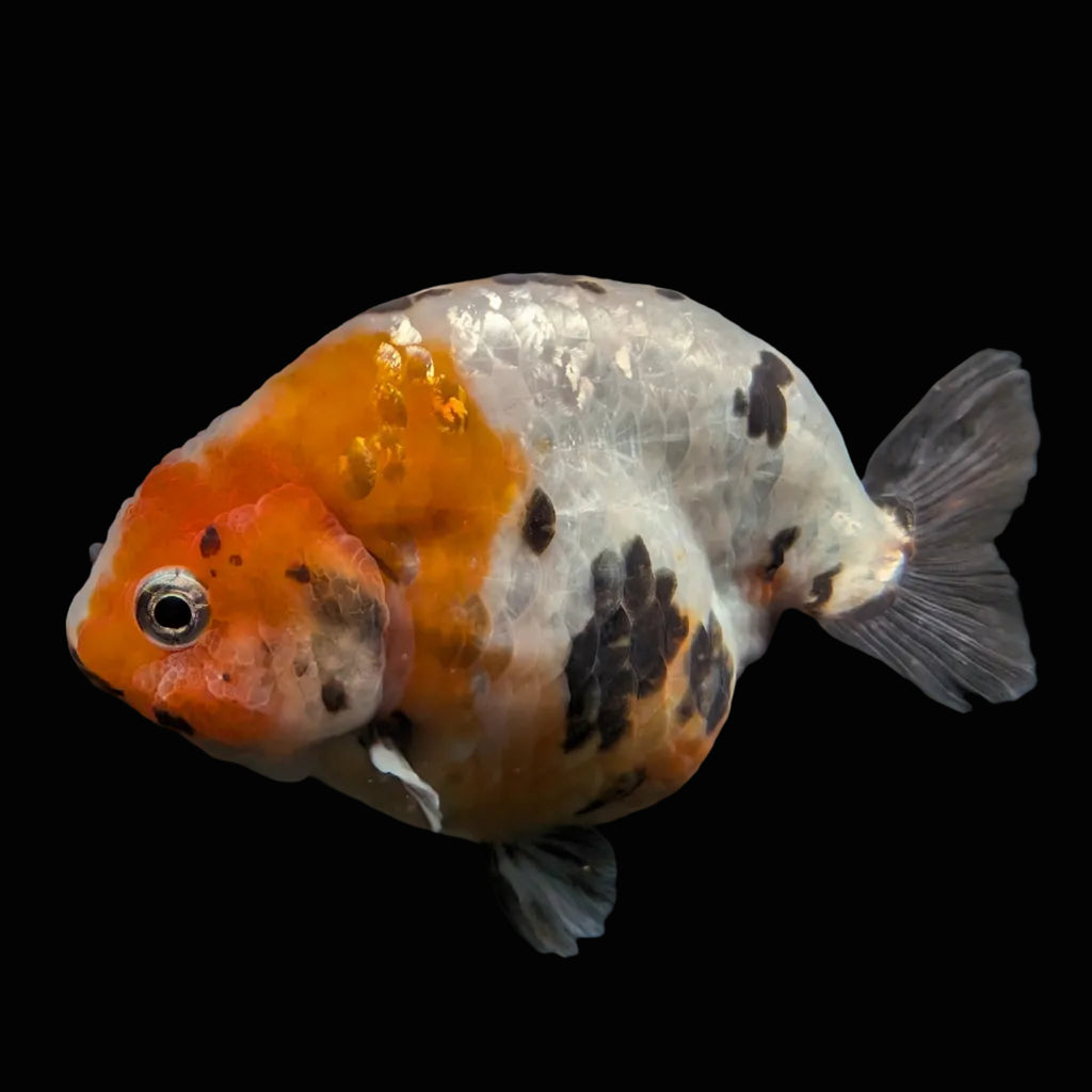Jumbo Ranchu Milk Cow Calico 4"-4.5" in. ID#904R8A-004