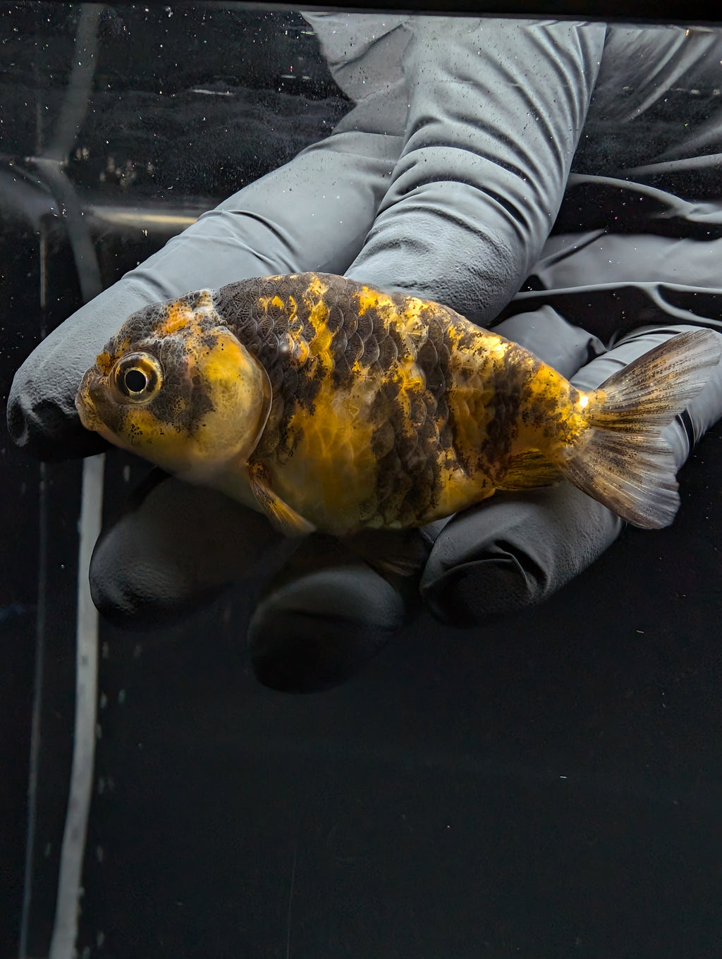 Ranchu Calico 3"-3.5" in. ID#529R4A-057