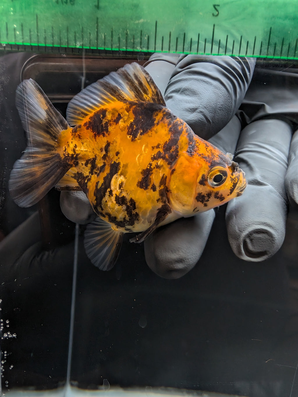 Baby Thai Shogun Oranda Tiger Calico 2"-2.5" in. ID#1023BSG11A-027