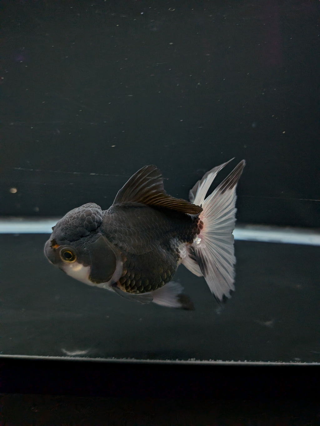Thai Oranda Panda 4"-4.5"in.  ID#1023T1A-023