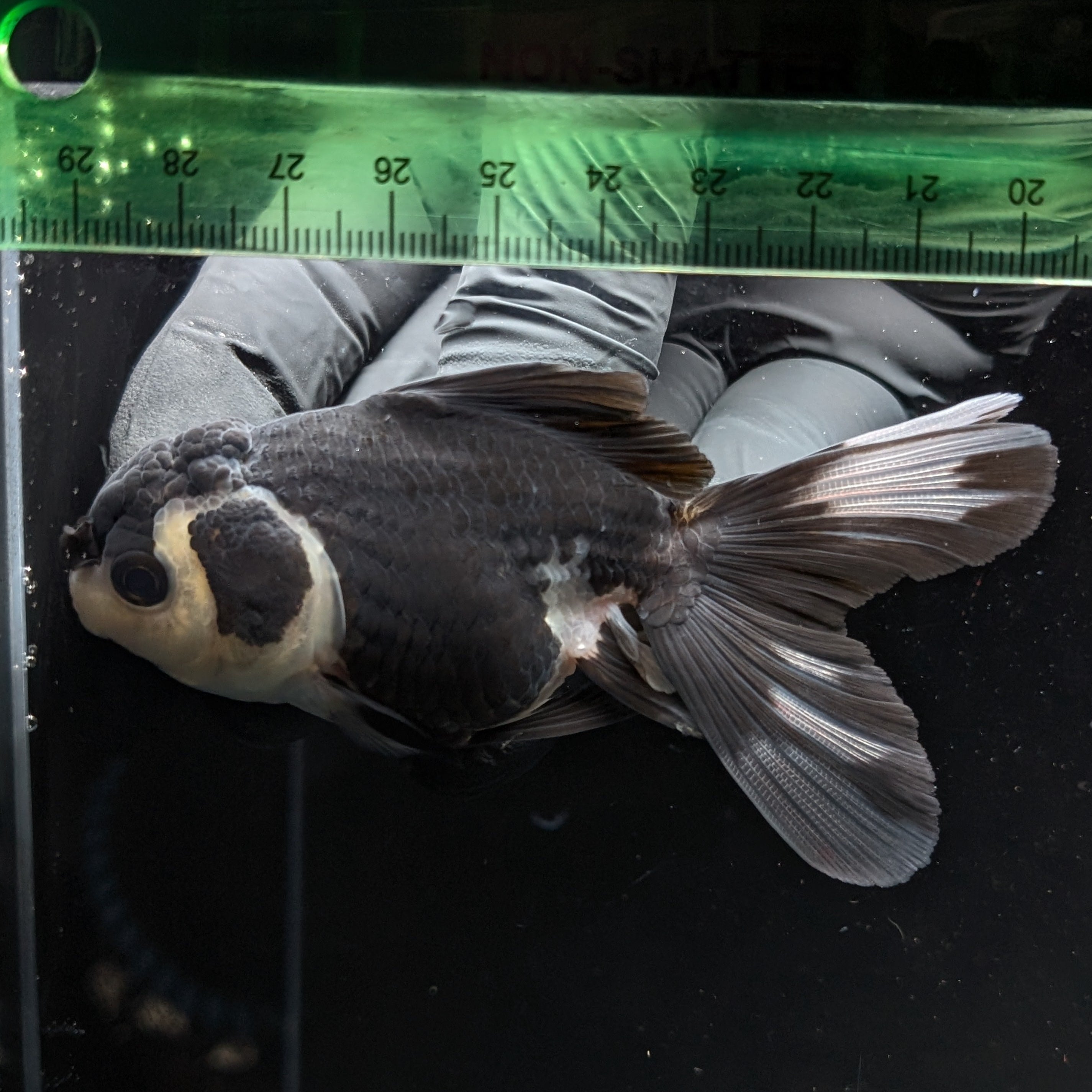 Thai Juvenile Oranda Panda 3.5"-4"in.  ID#731T1A-052