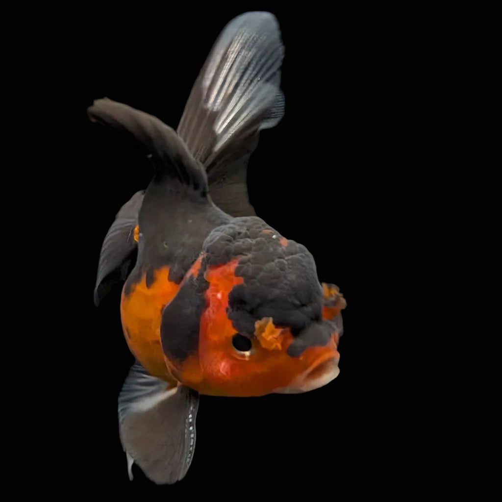 Thai Juvenile Oranda Tricolor 3"-3.5" in.  ID#703T1A-0011