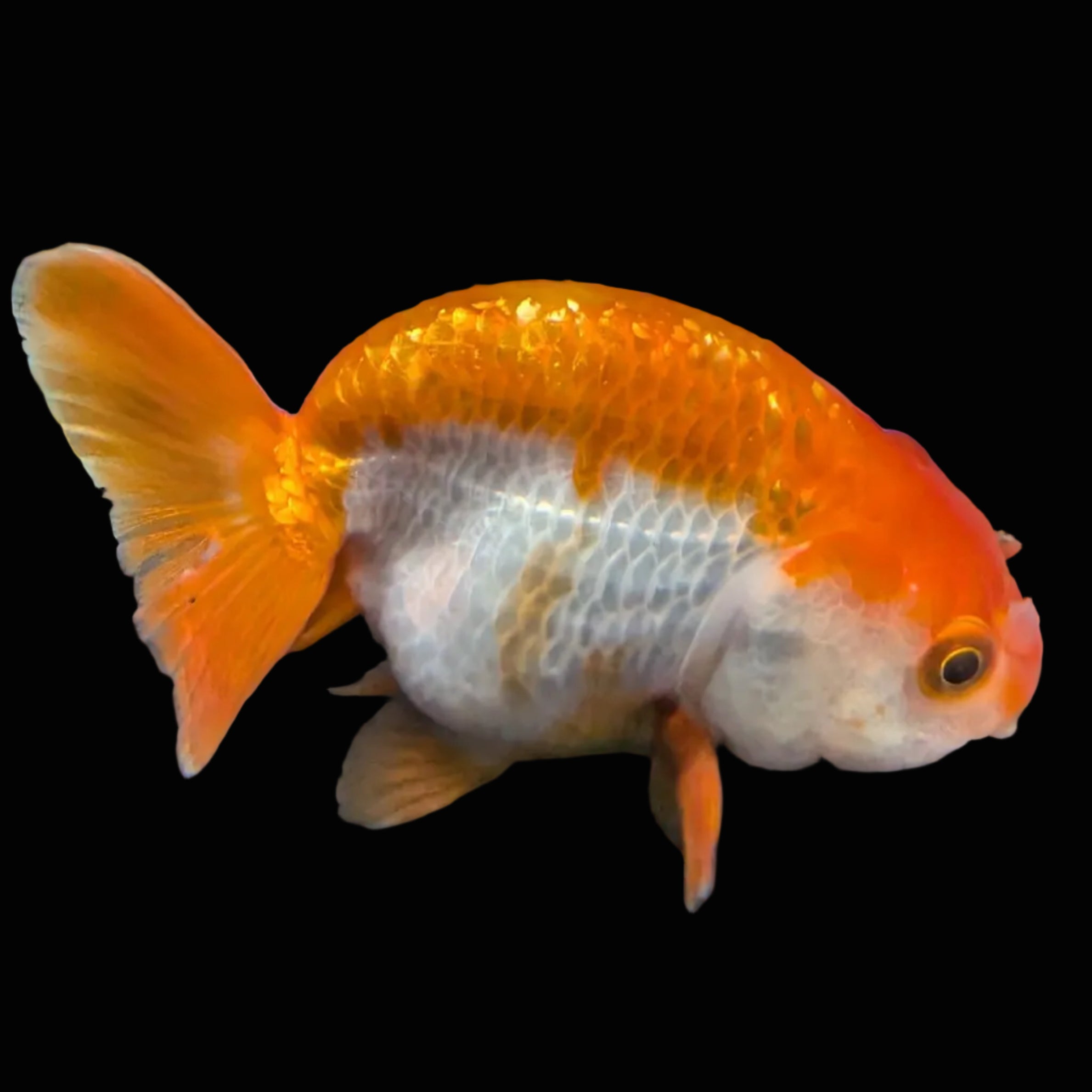 Ranchu Red White 3.5"-4"in. ID#821R4A-054