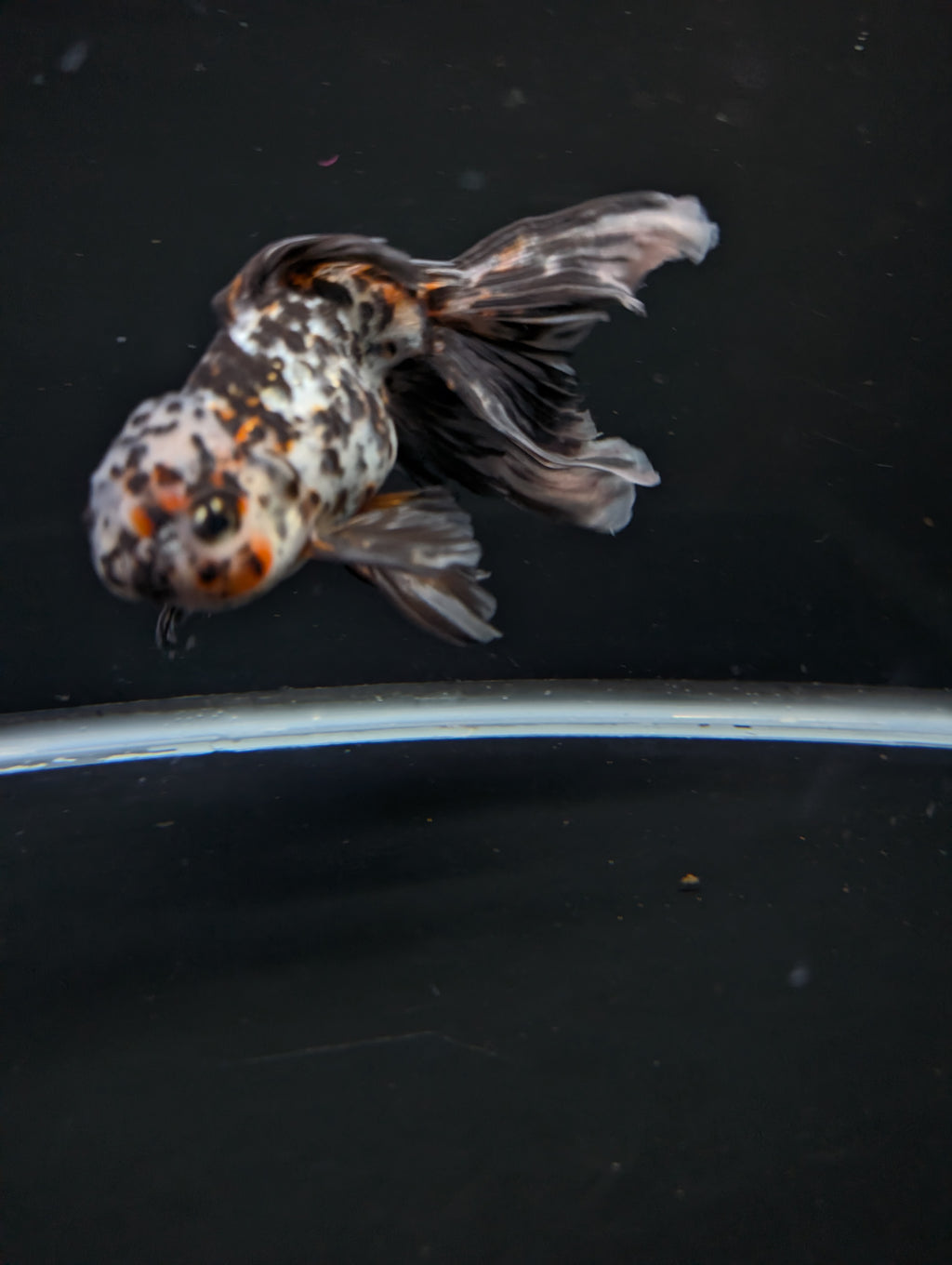 Calico Oranda 4.5"-5"in. ID#911LB2A-002