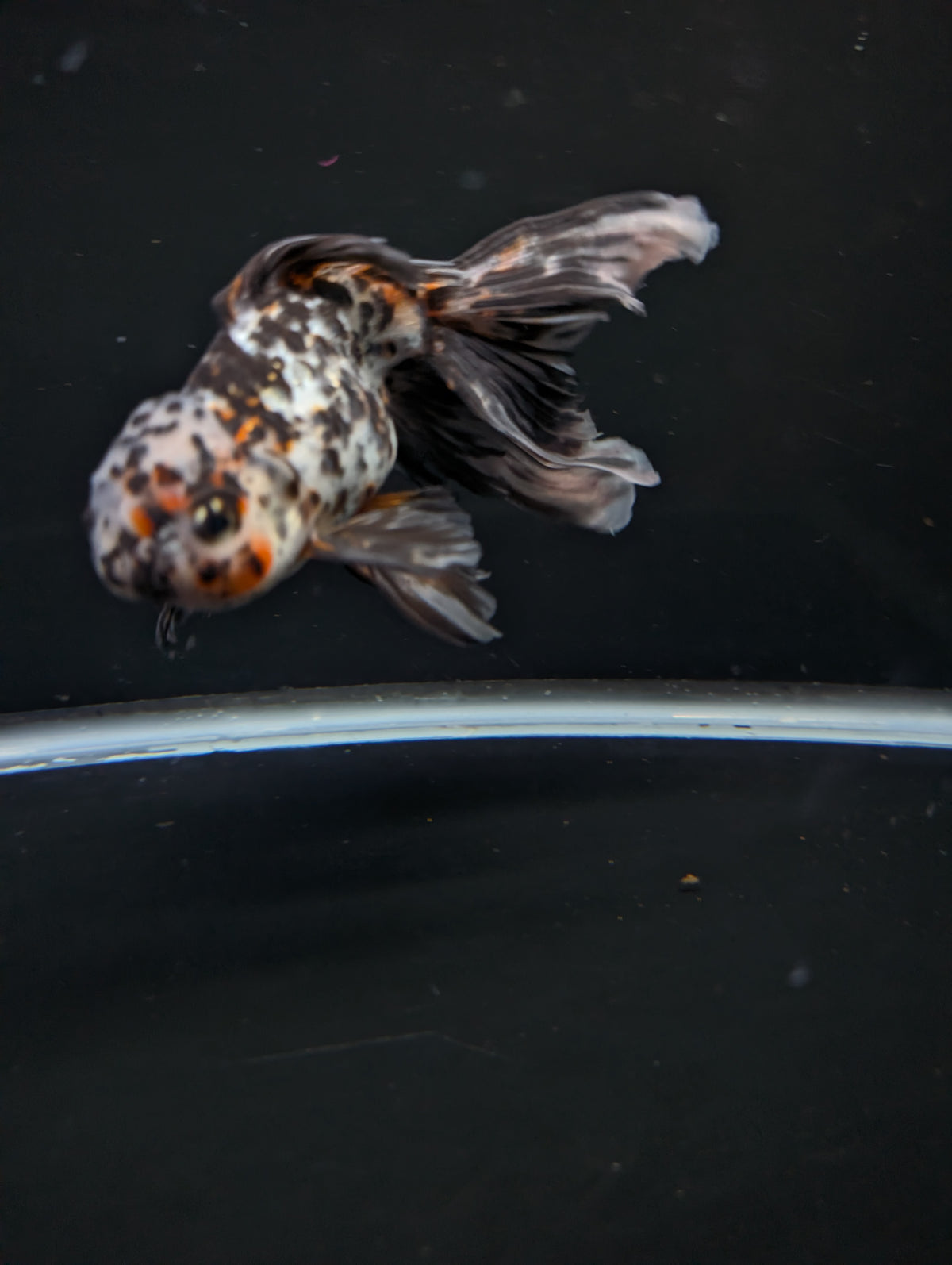 Calico Oranda 4.5"-5"in. ID#911LB2A-002