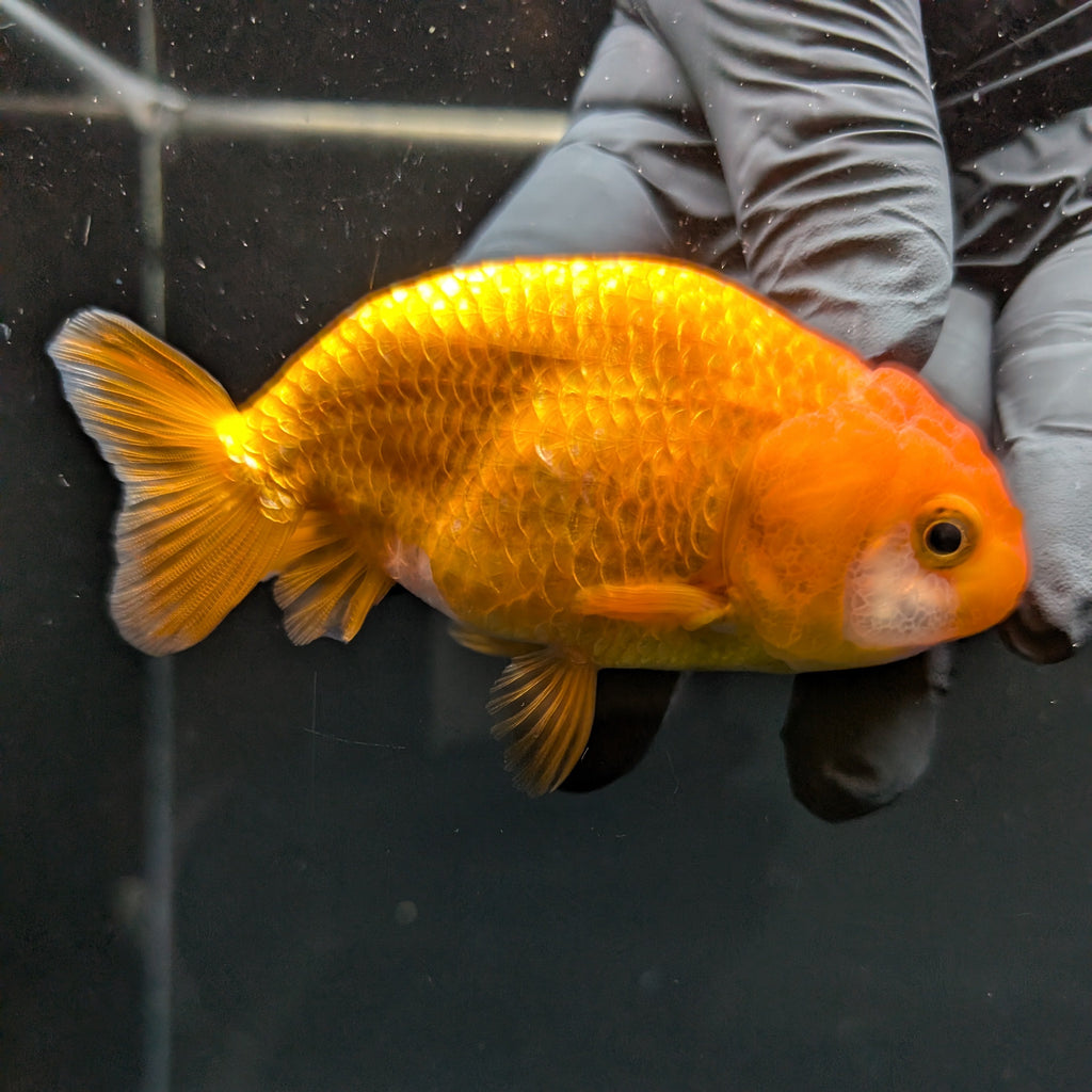 Ranchu Red White 3.5"-4"in. ID#828R4A-022