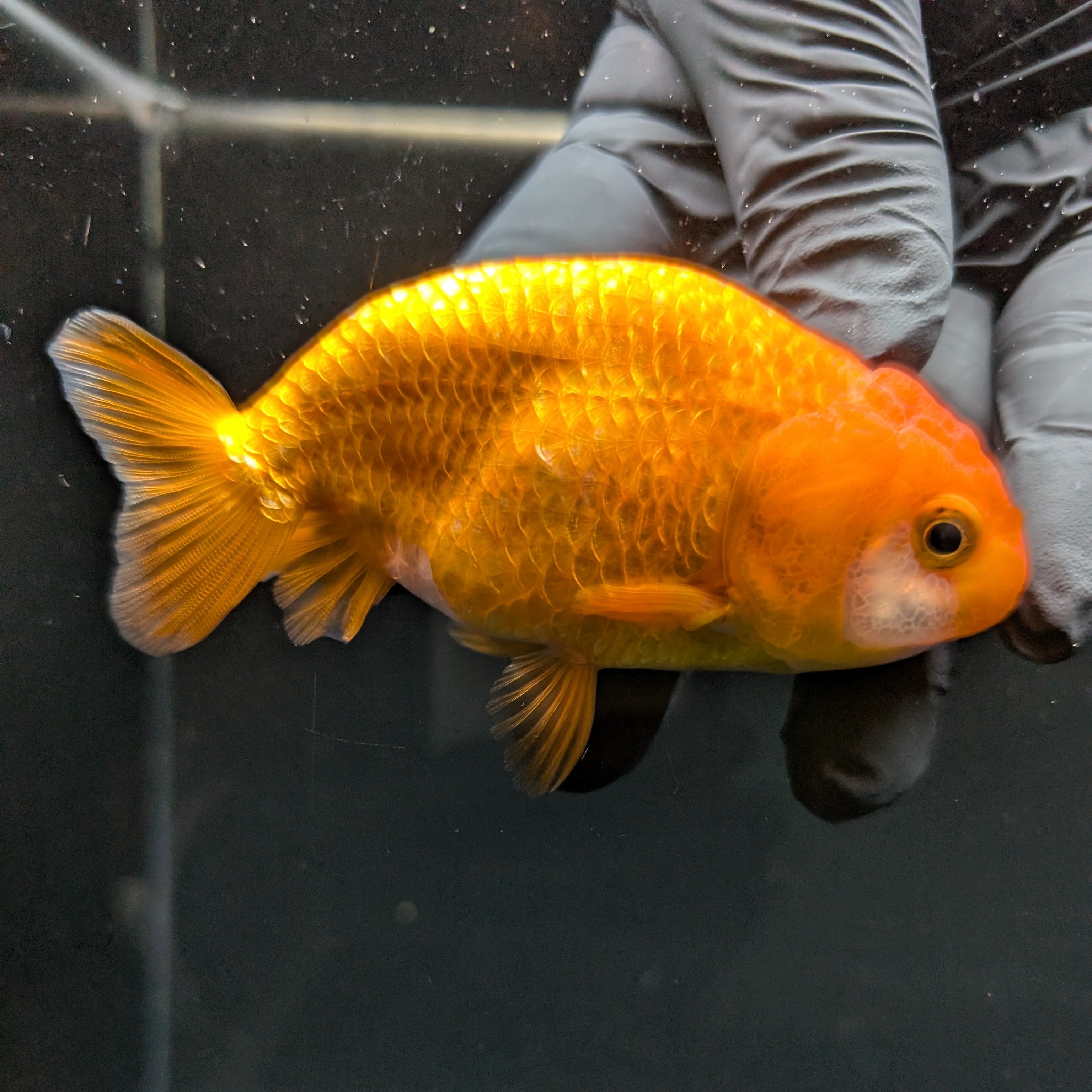 Ranchu Red White 3.5"-4"in. ID#828R4A-022